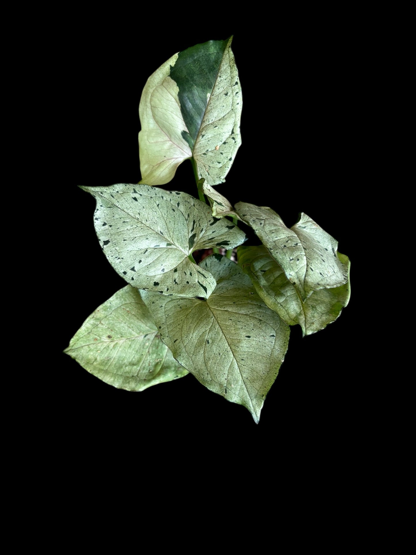 Syngonium green splash