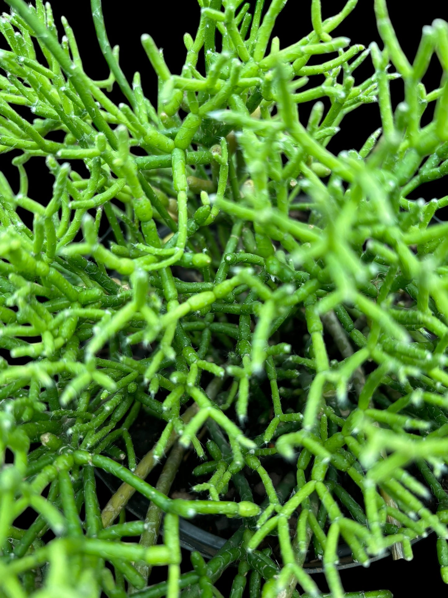 Rhipsalis cereuscula