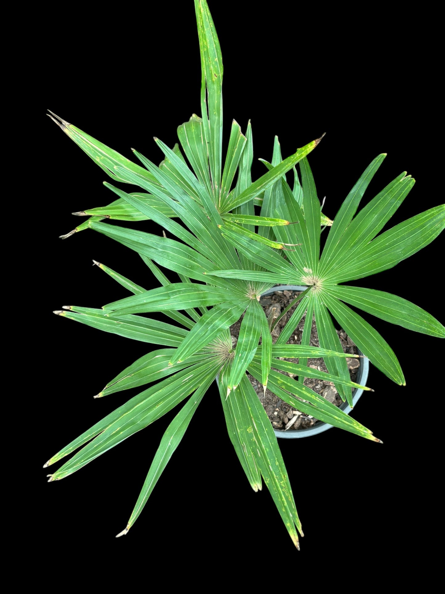 Windamere palm tree - Trachycarpus latisectus