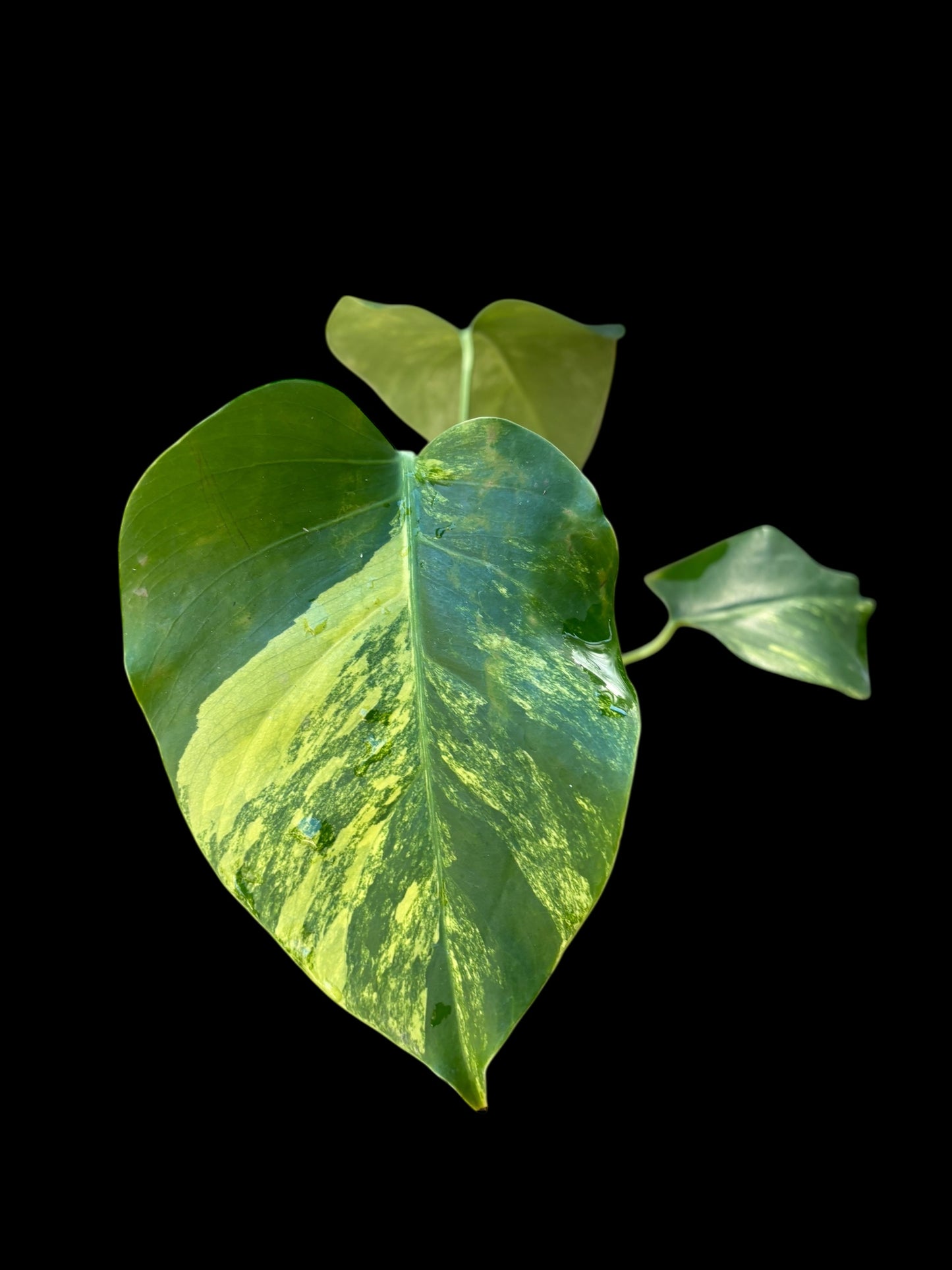 Monstera aurea