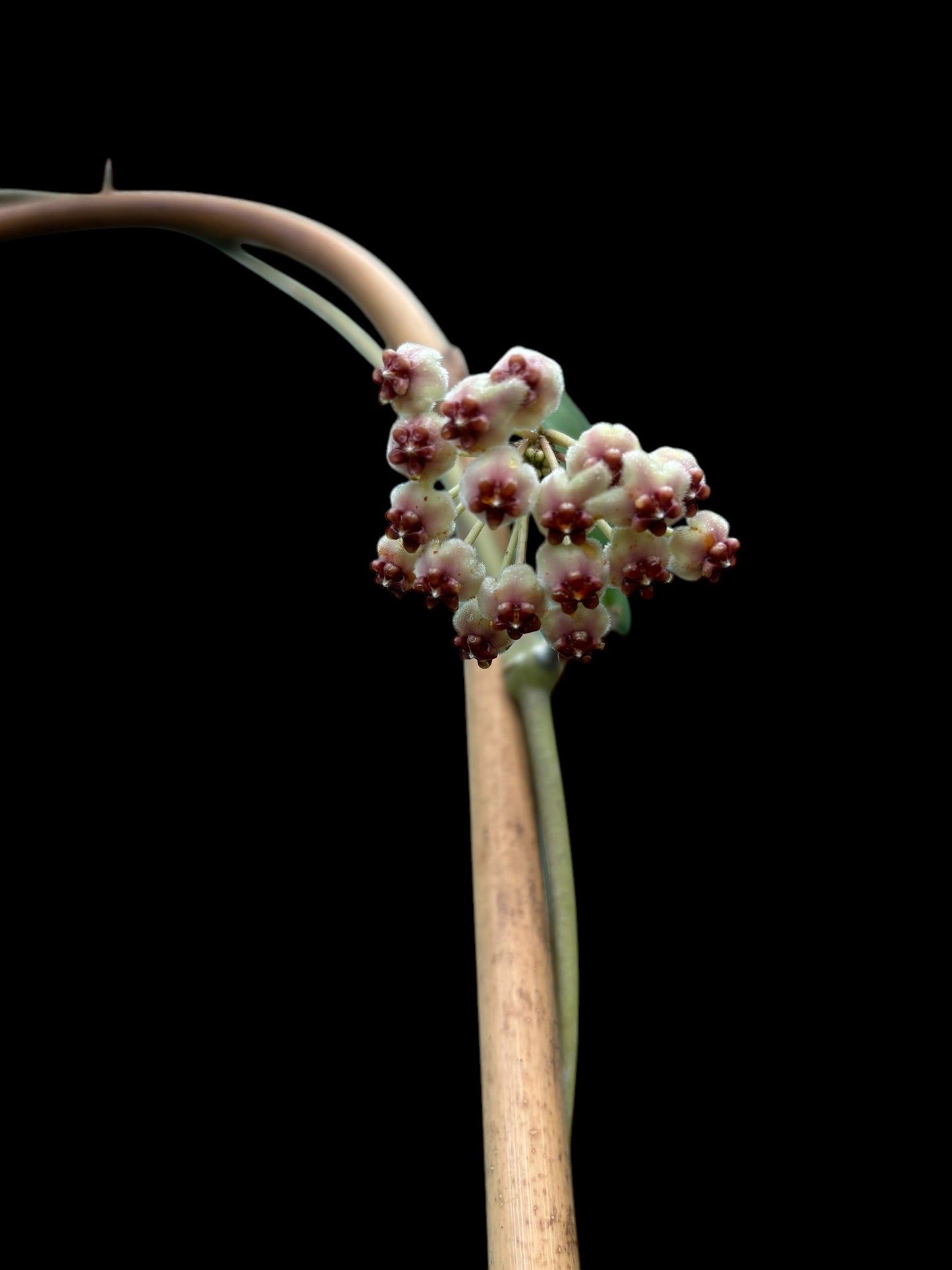 Hoya kerrii on bamboo trellis