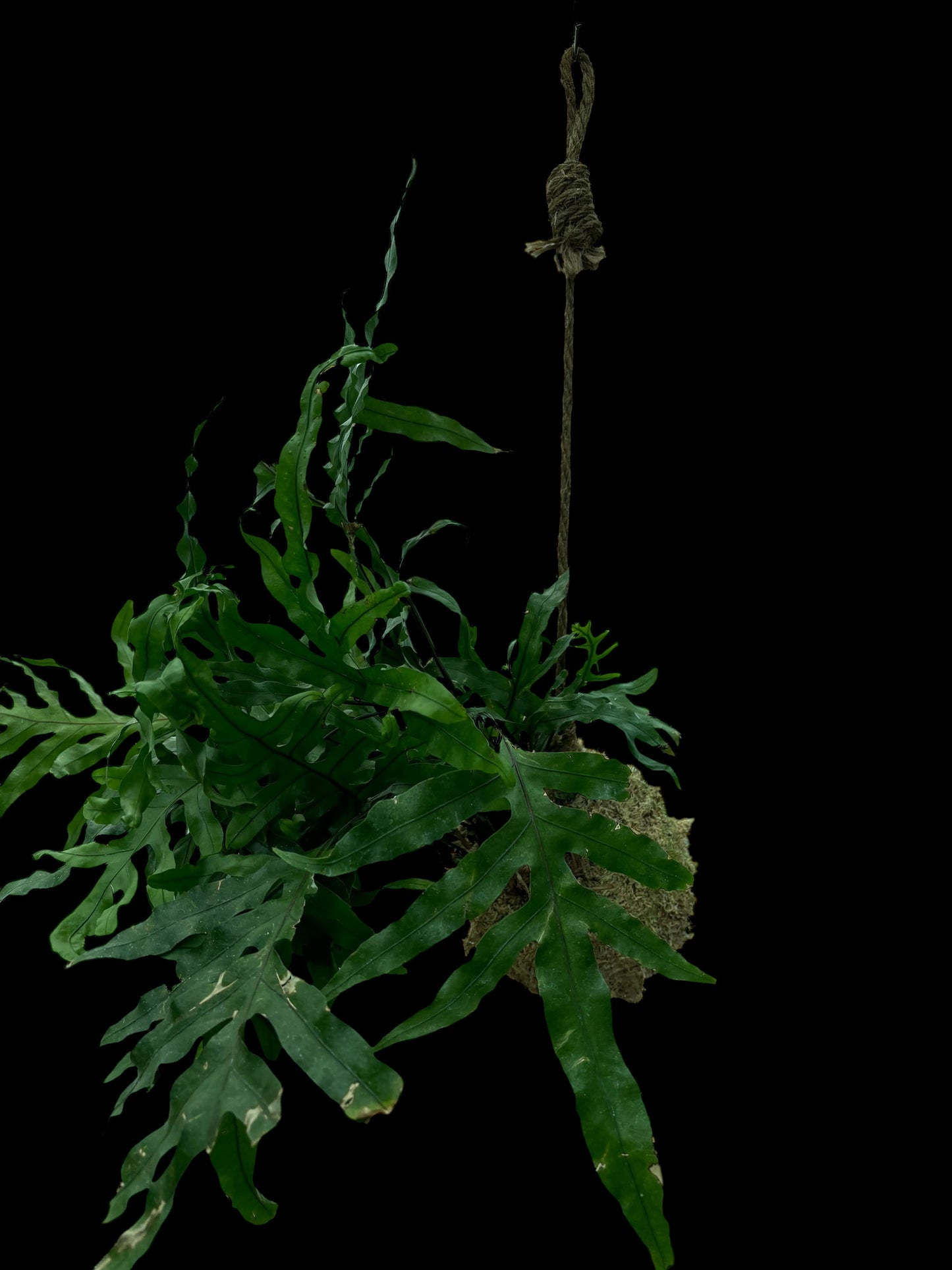 Kangaroo fern kokedama