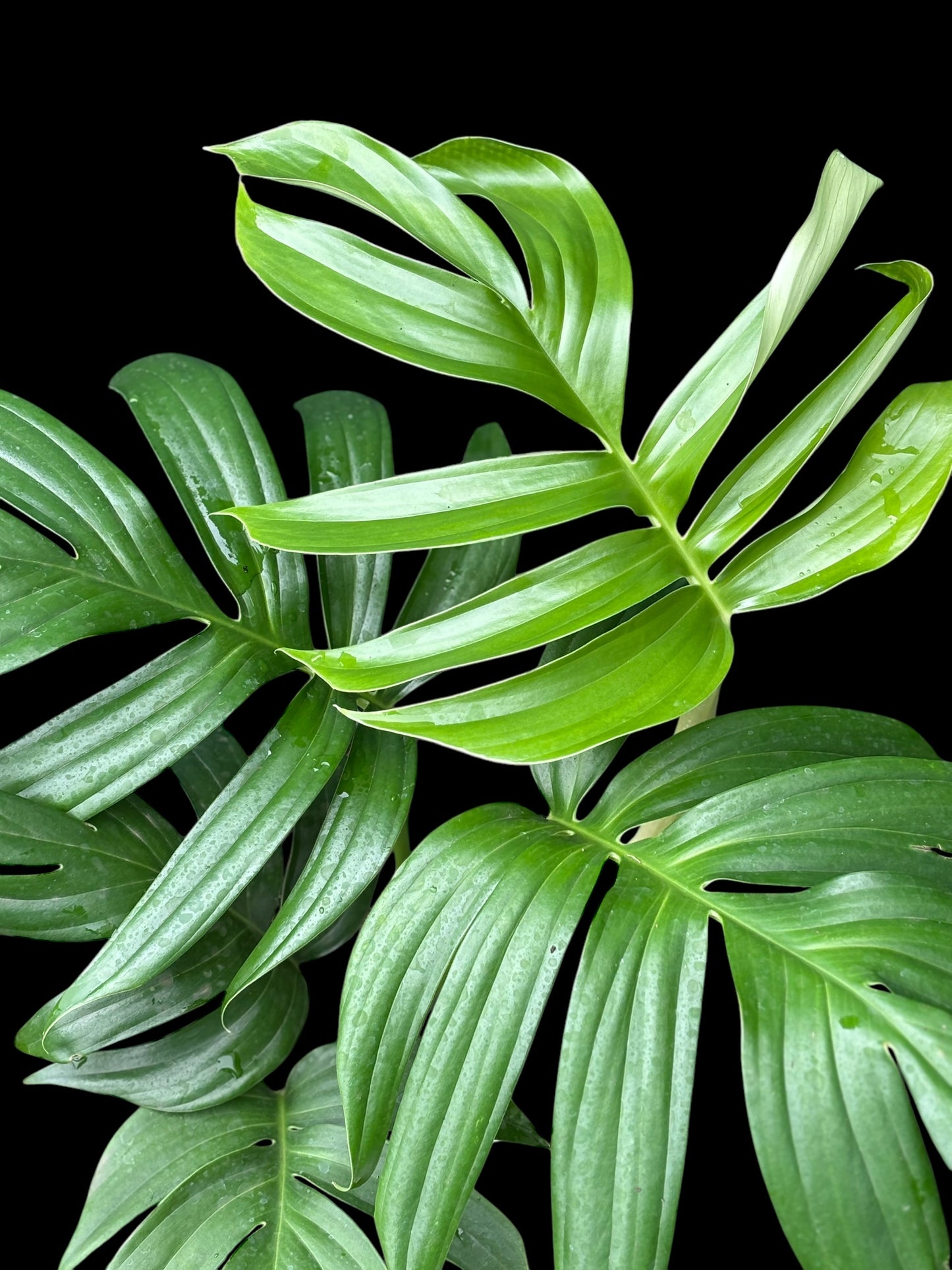 Rhapidophora decursiva