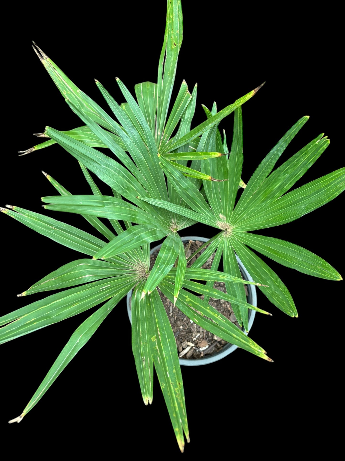Windamere palm tree - Trachycarpus latisectus