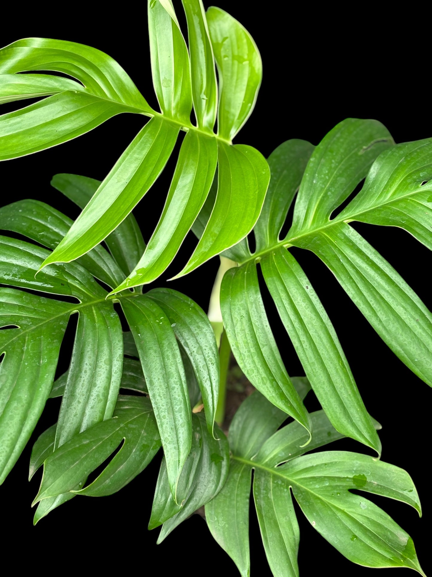 Rhapidophora decursiva
