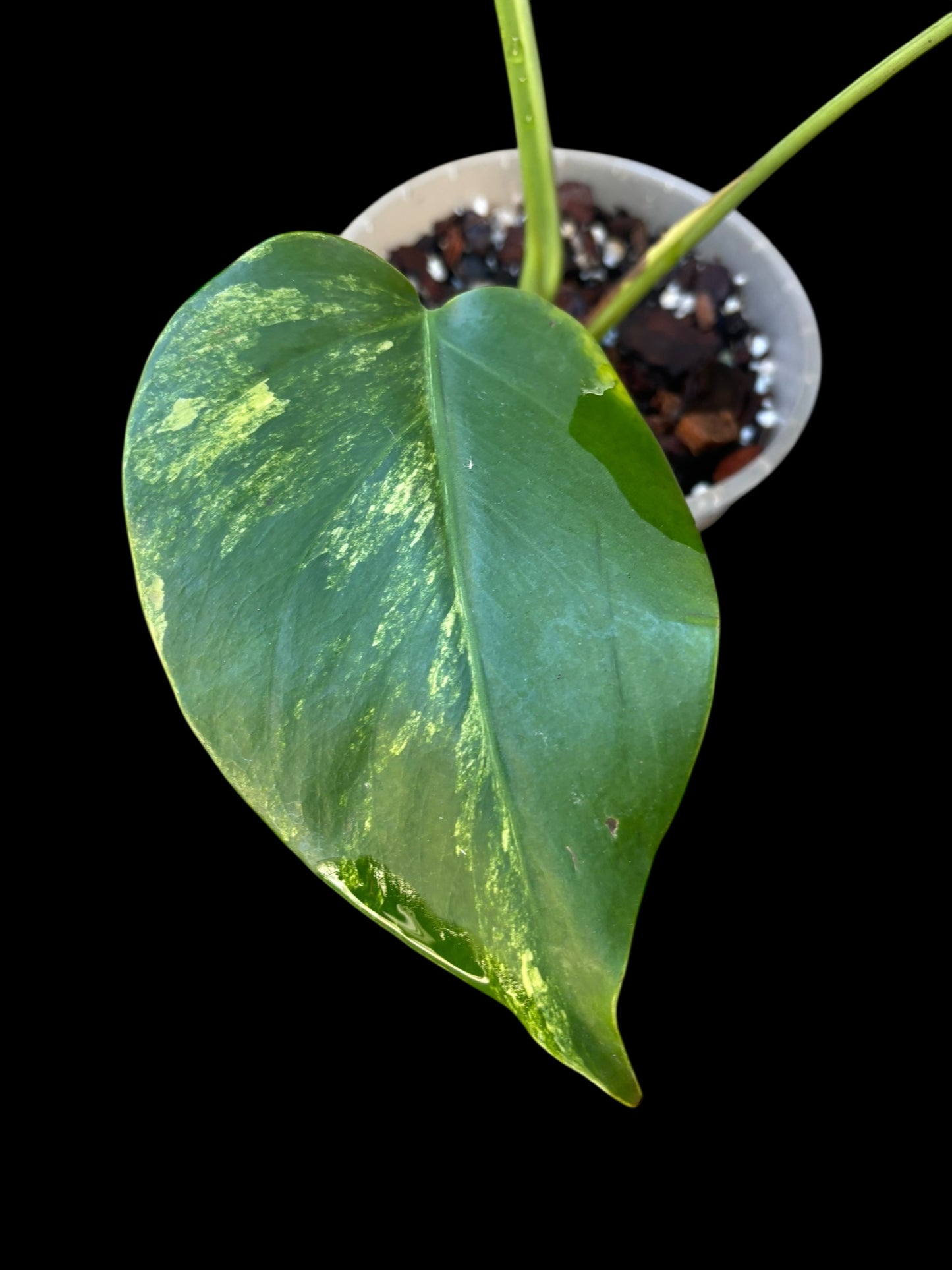 Monstera aurea