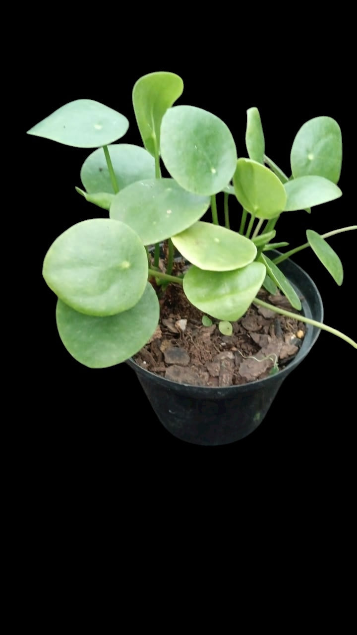 Pilea peperomioides