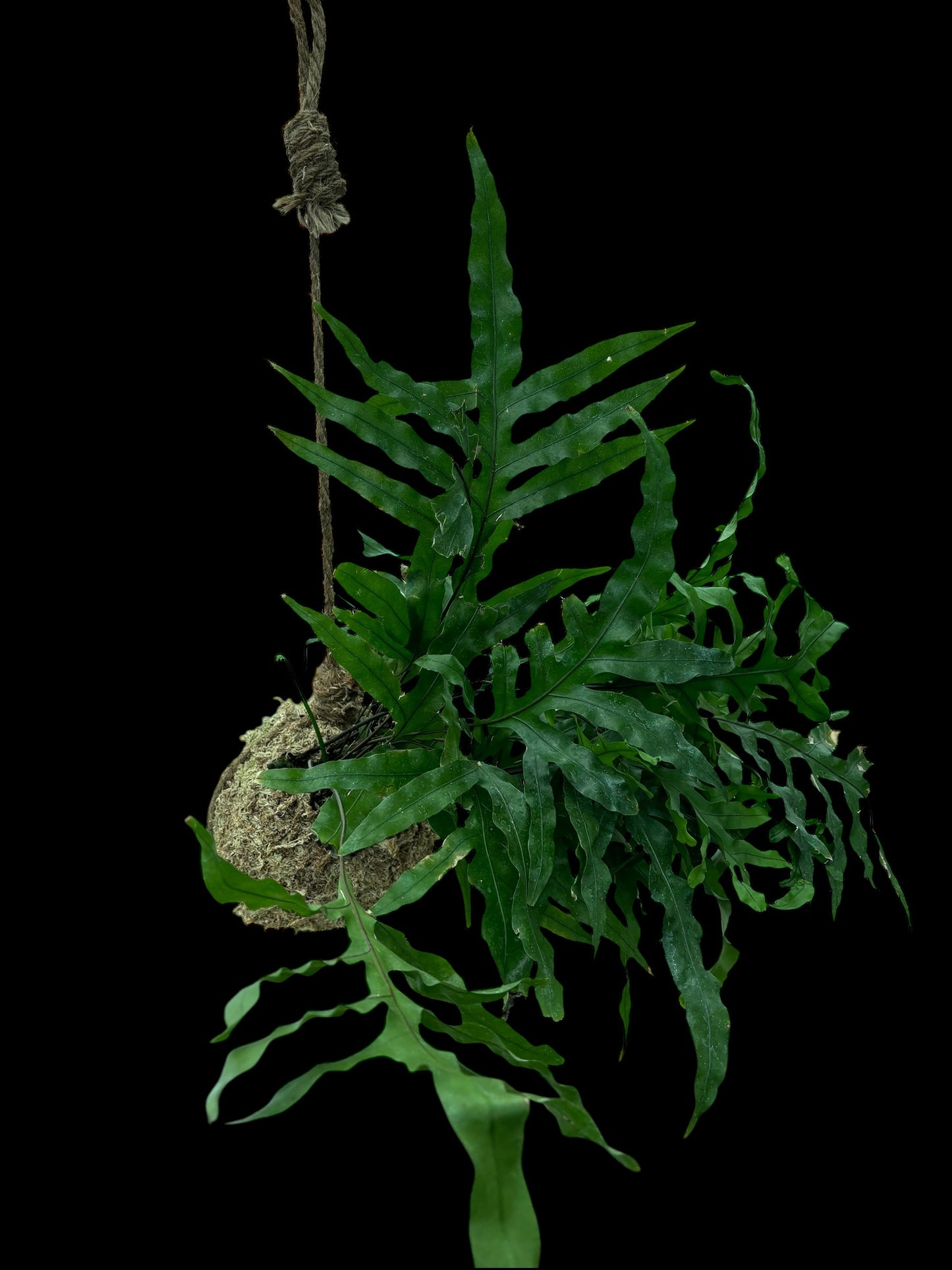 Kangaroo fern kokedama