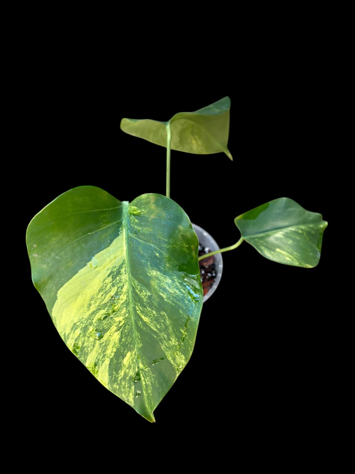 Monstera aurea