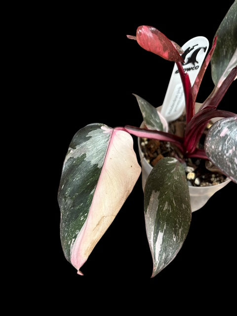 Philodendron pink princess marble