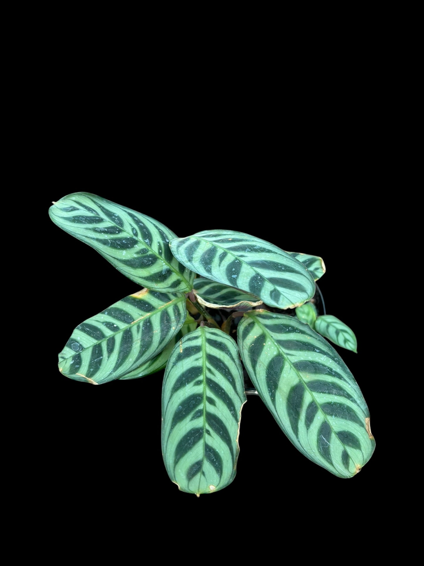 Calathea burle marxii