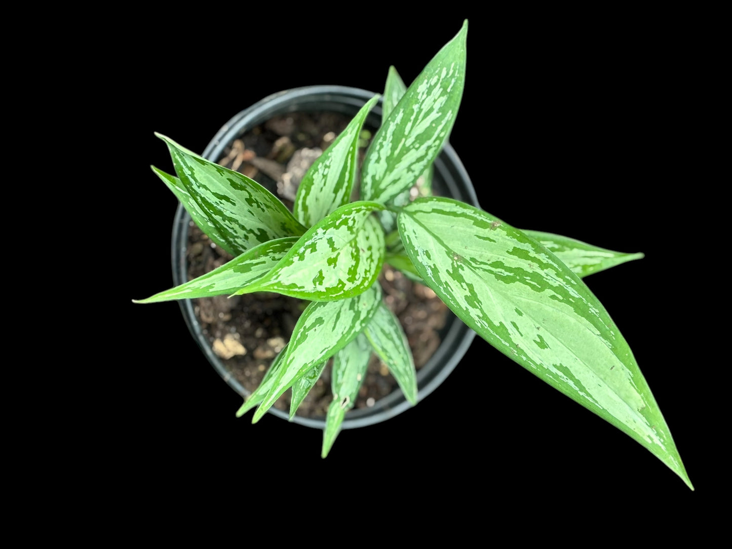 Aglaonema silver - 'chinese evergreen'