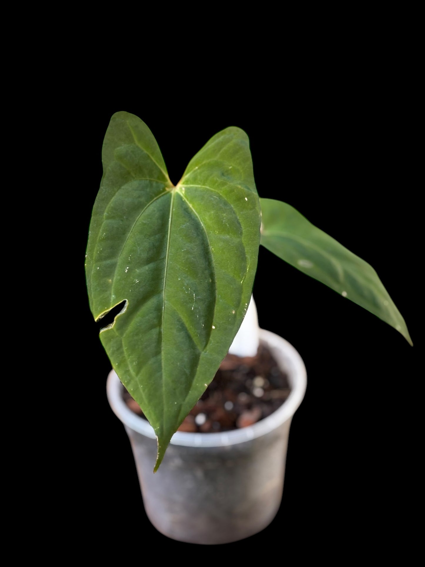 Anthurium BVIT (black velvet indo type)