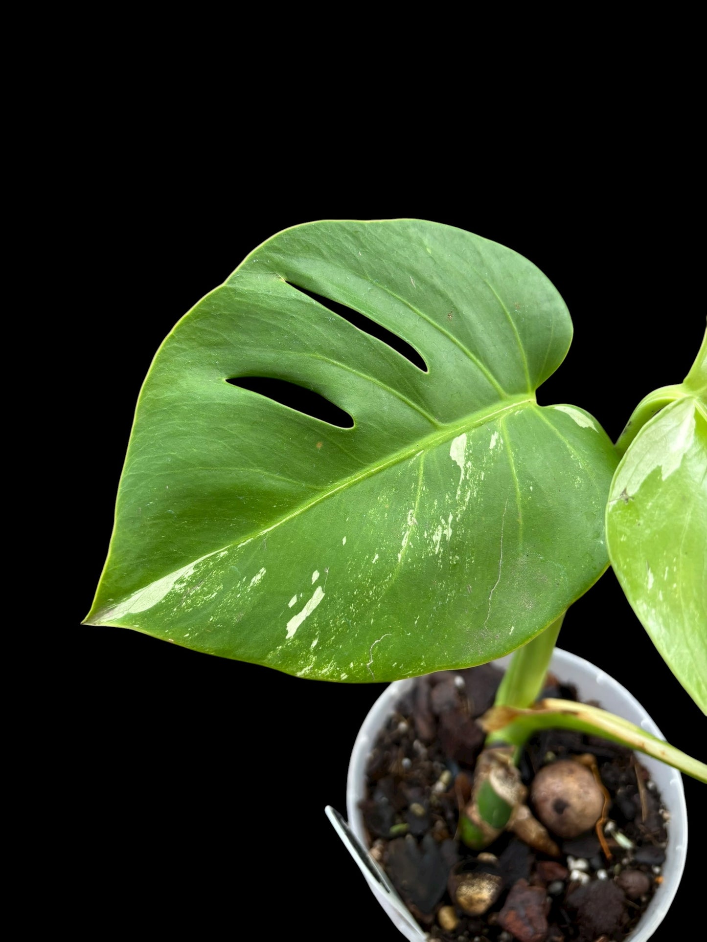 Monstera albo variegata - Dora