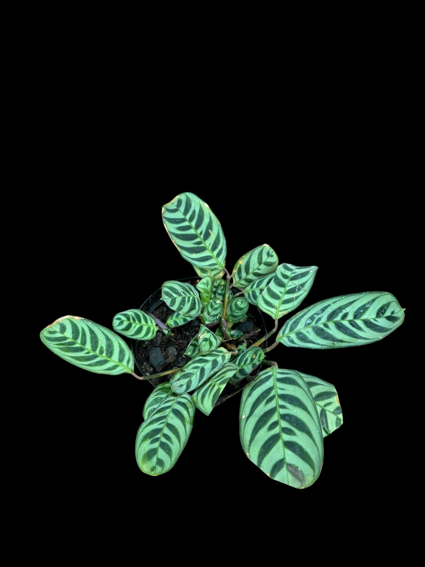 Calathea burle marxii