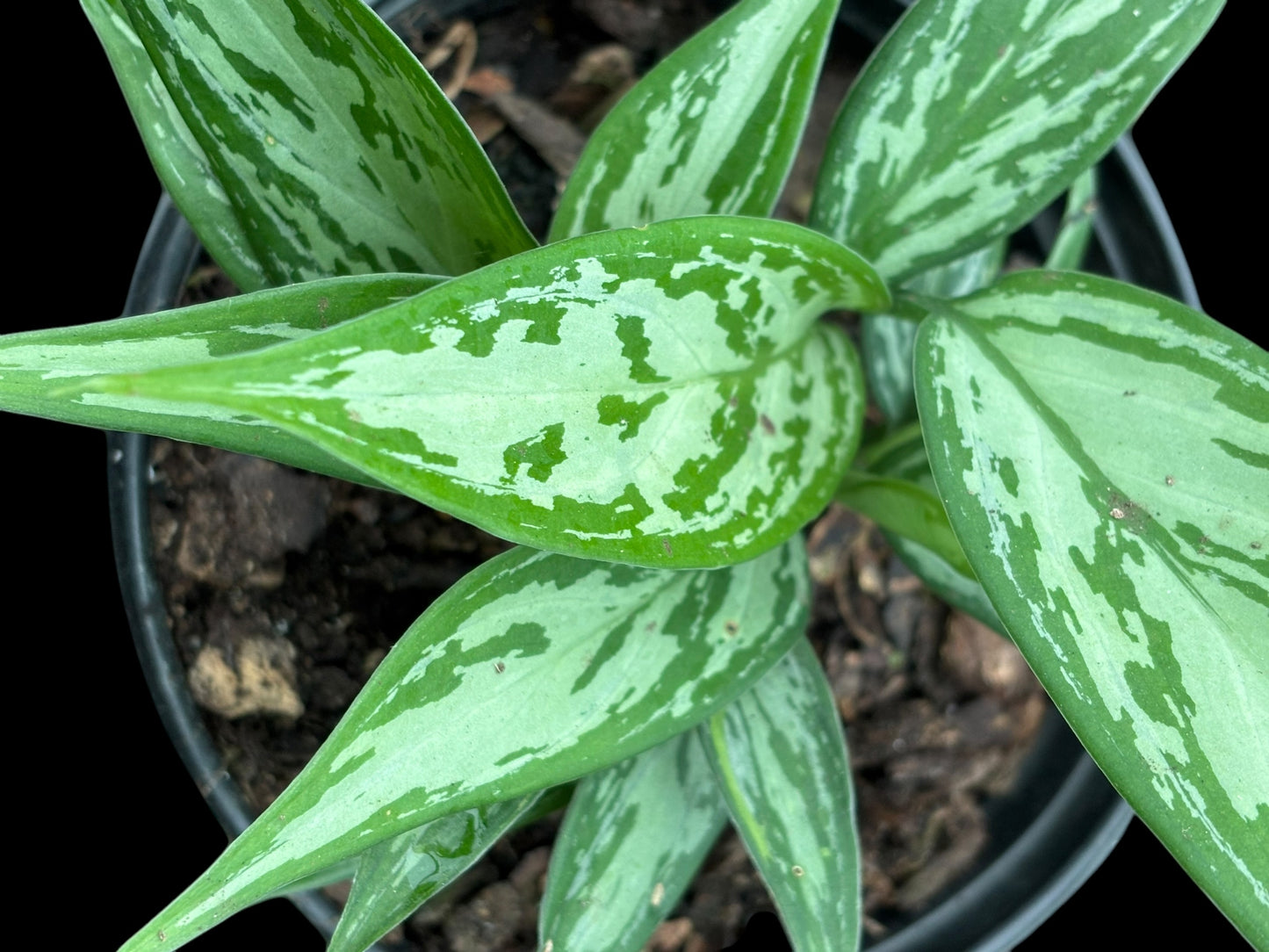 Aglaonema silver - 'chinese evergreen'