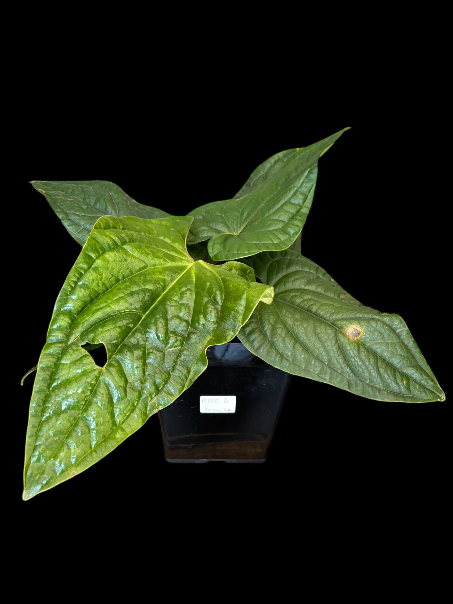 Anthurium radicans x luxurians - Large