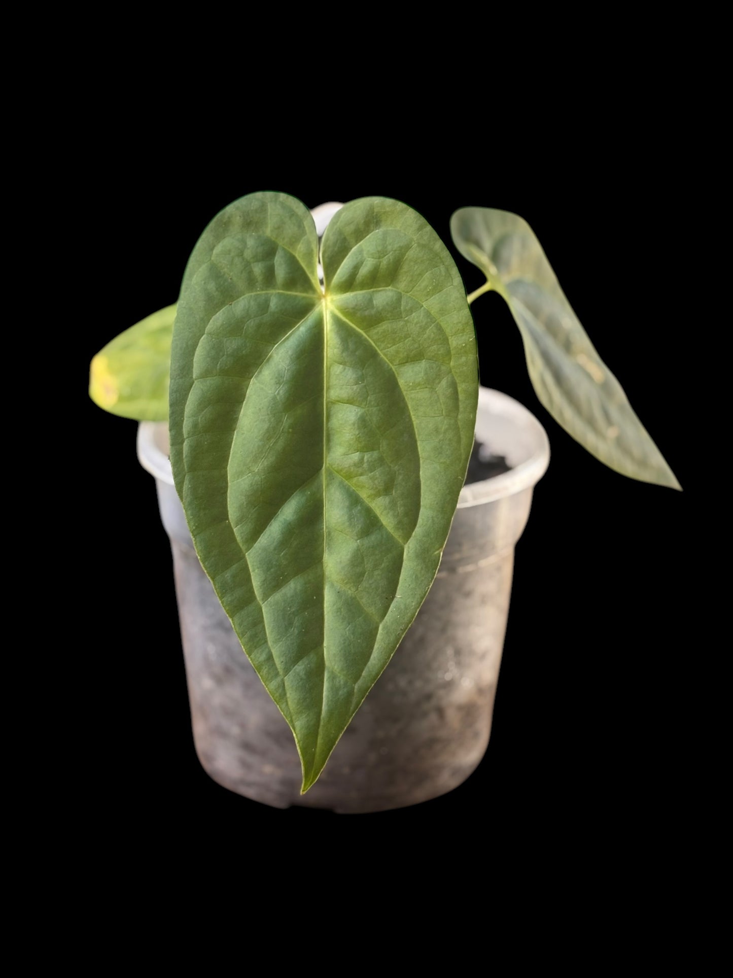 Anthurium papillilaminum x luxurians