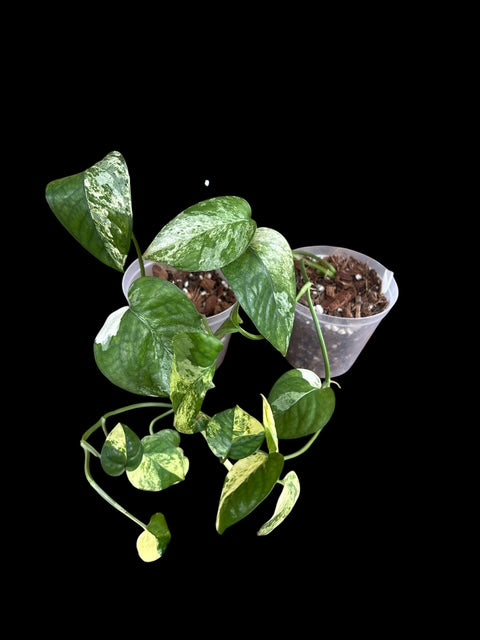 Epipremnum cebu blue variegata