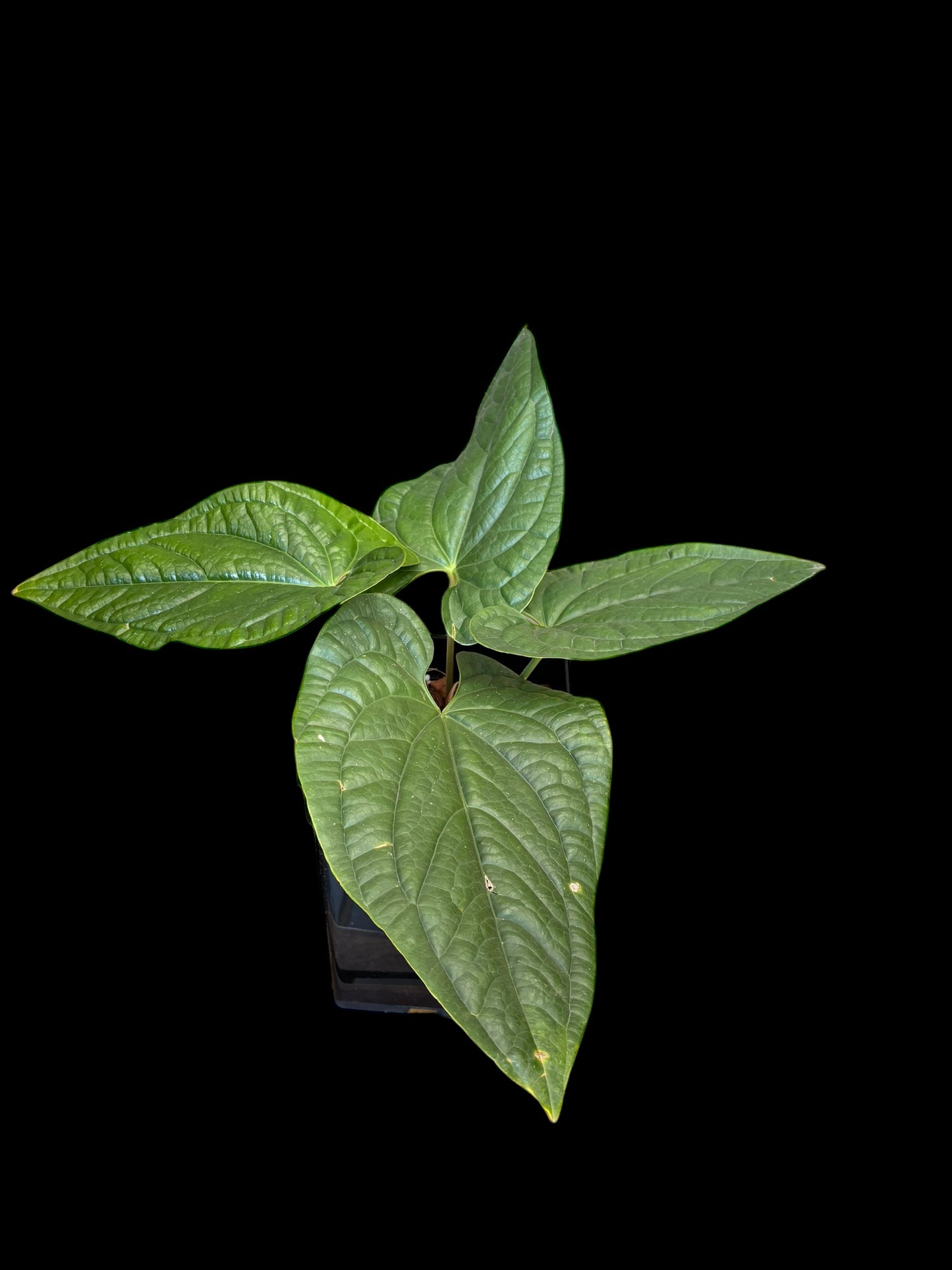 Anthurium radicans x luxurians - Large