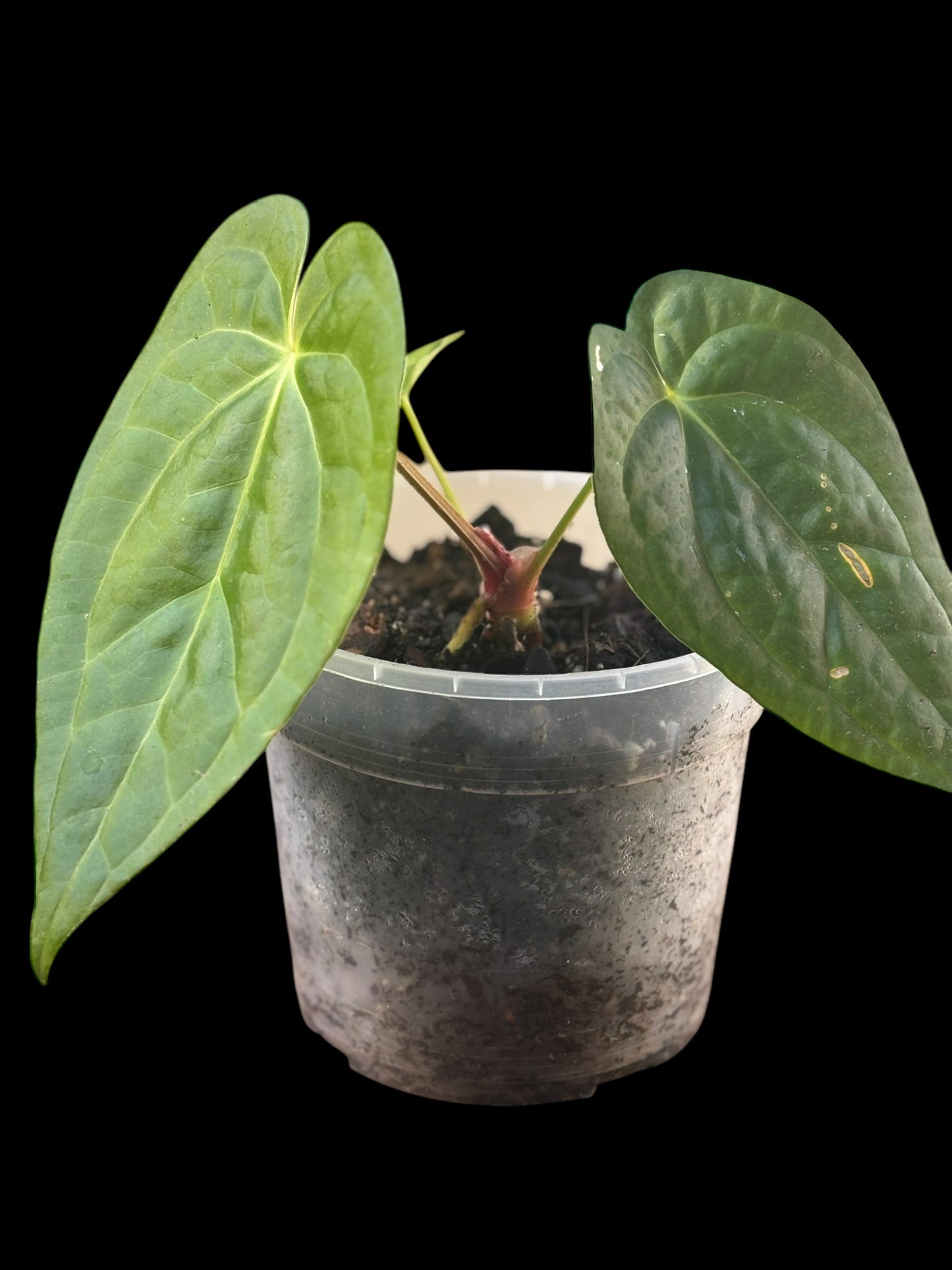 Anthurium papillilaminum x luxurians
