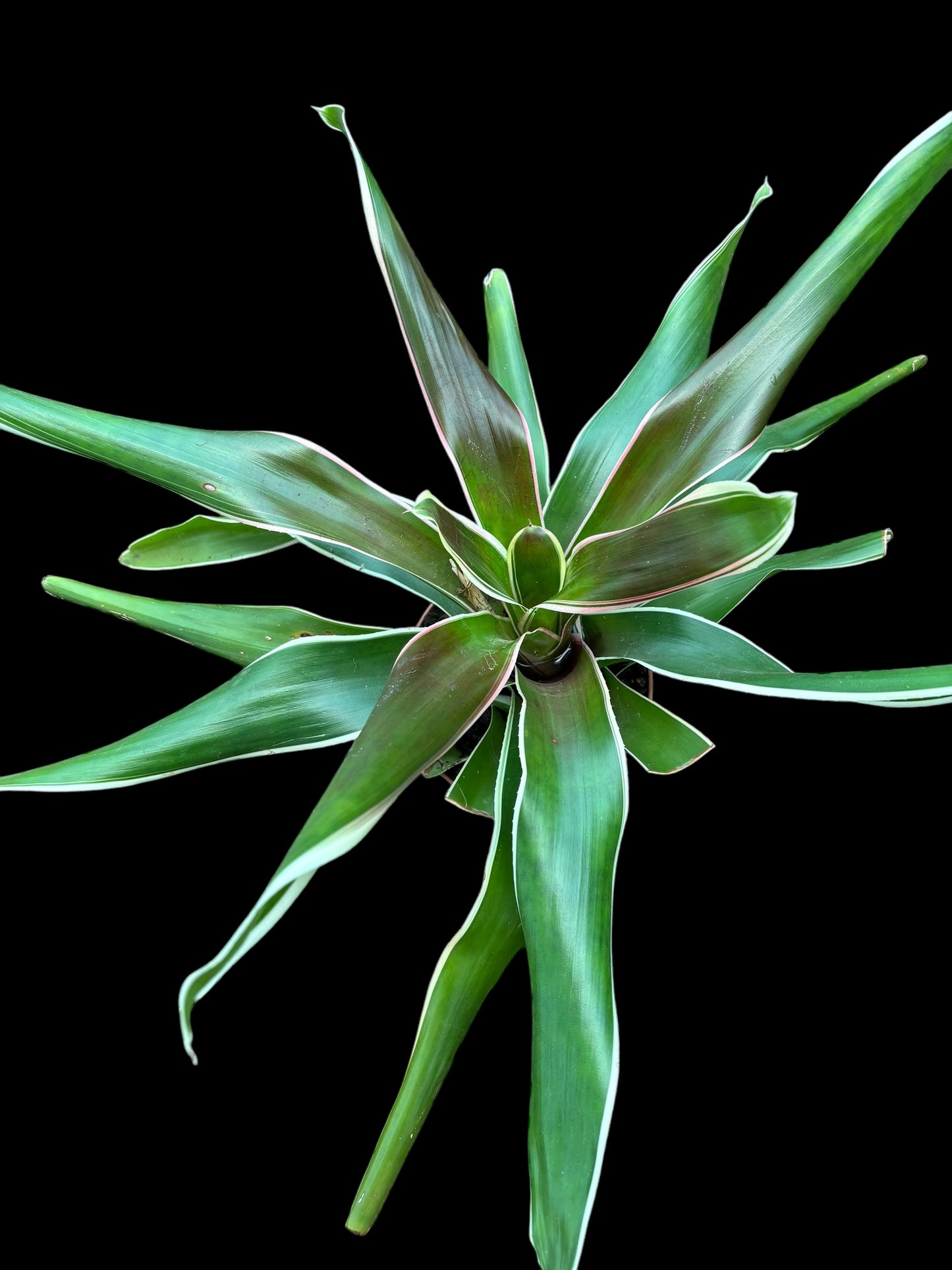 Neoregelia carolinae - cherry vanilla