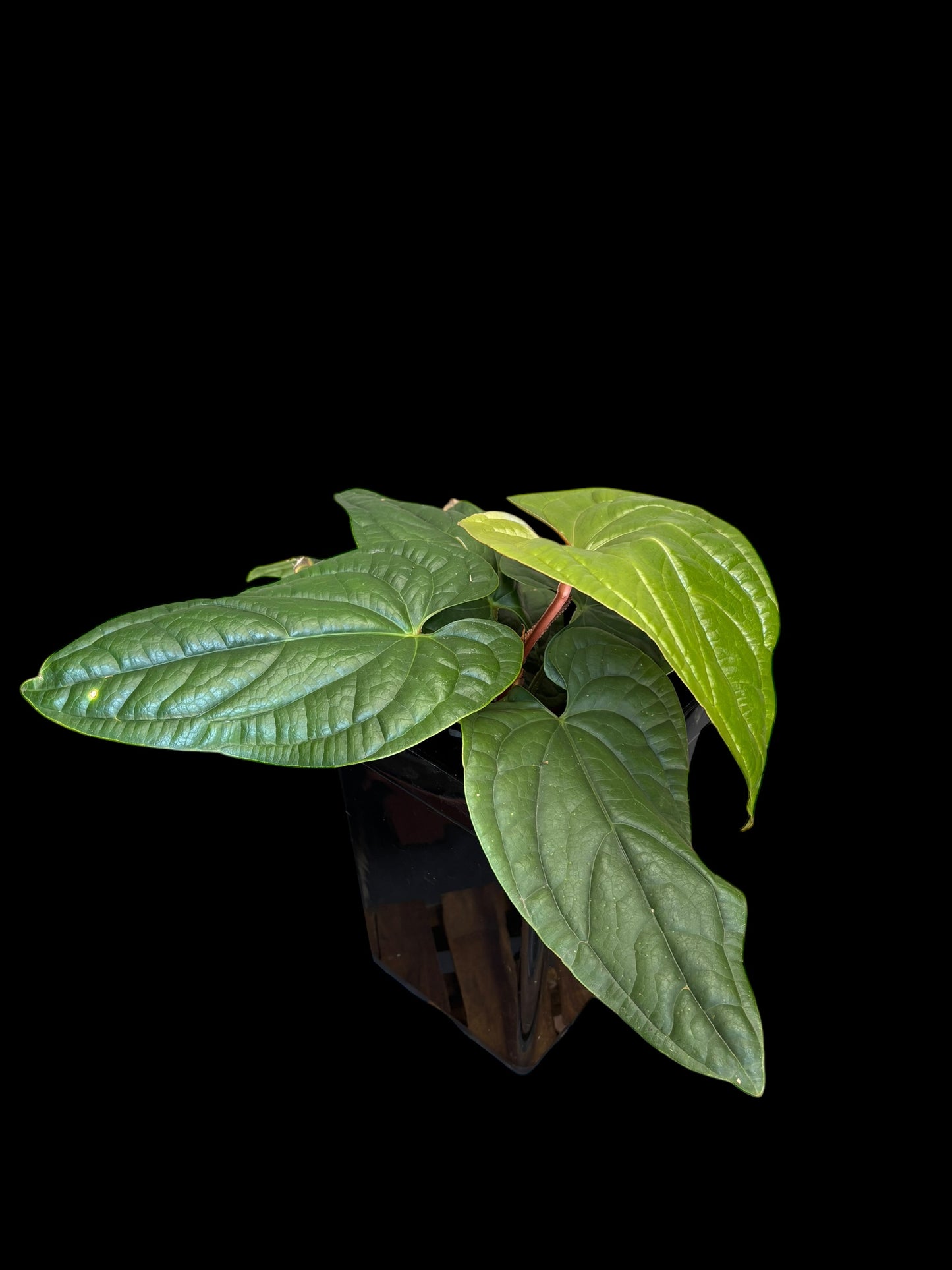 Anthurium radicans x luxurians - Large