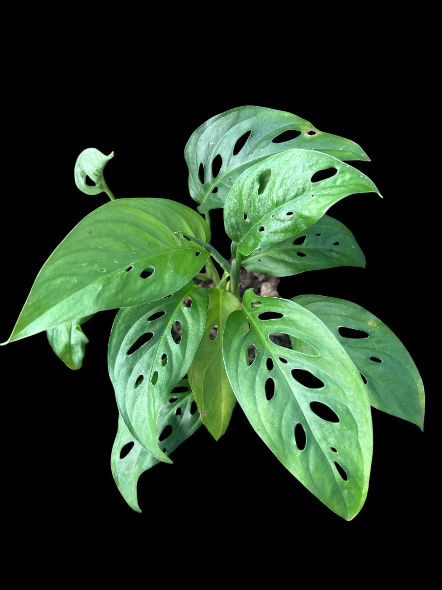 Monstera adansonii laniata