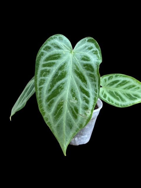 Anthurium silver king x warocquanum