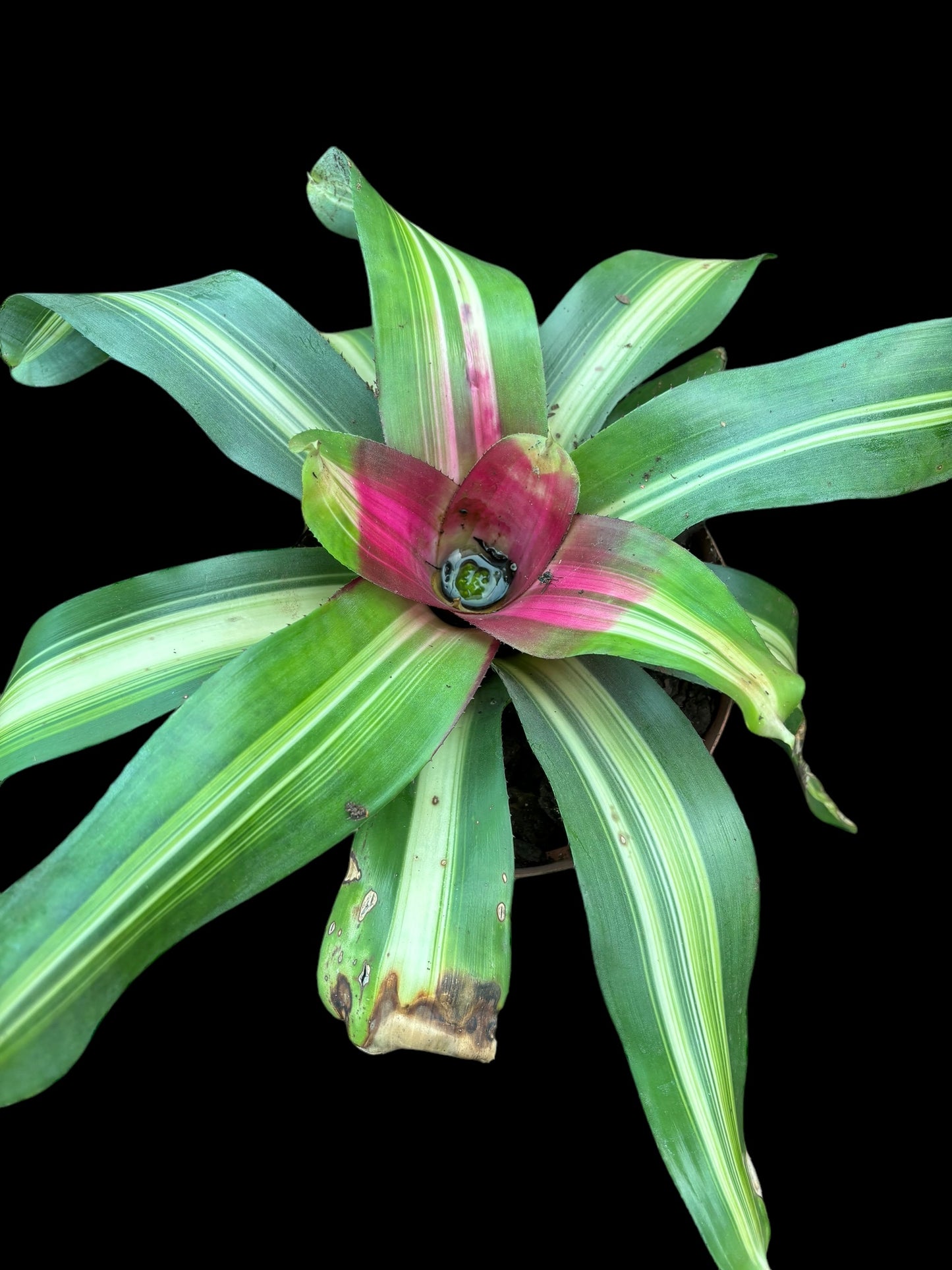 Neoregelia carolinae - Rory's special