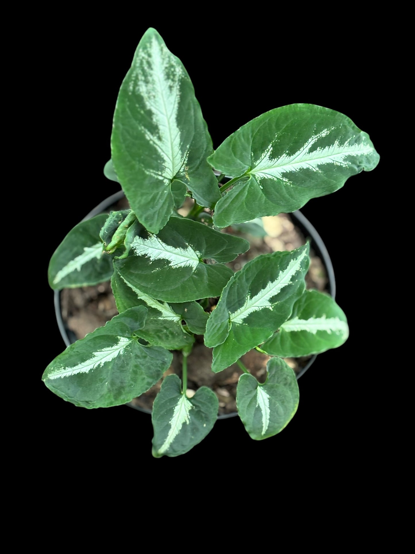 Syngonium wendlandii