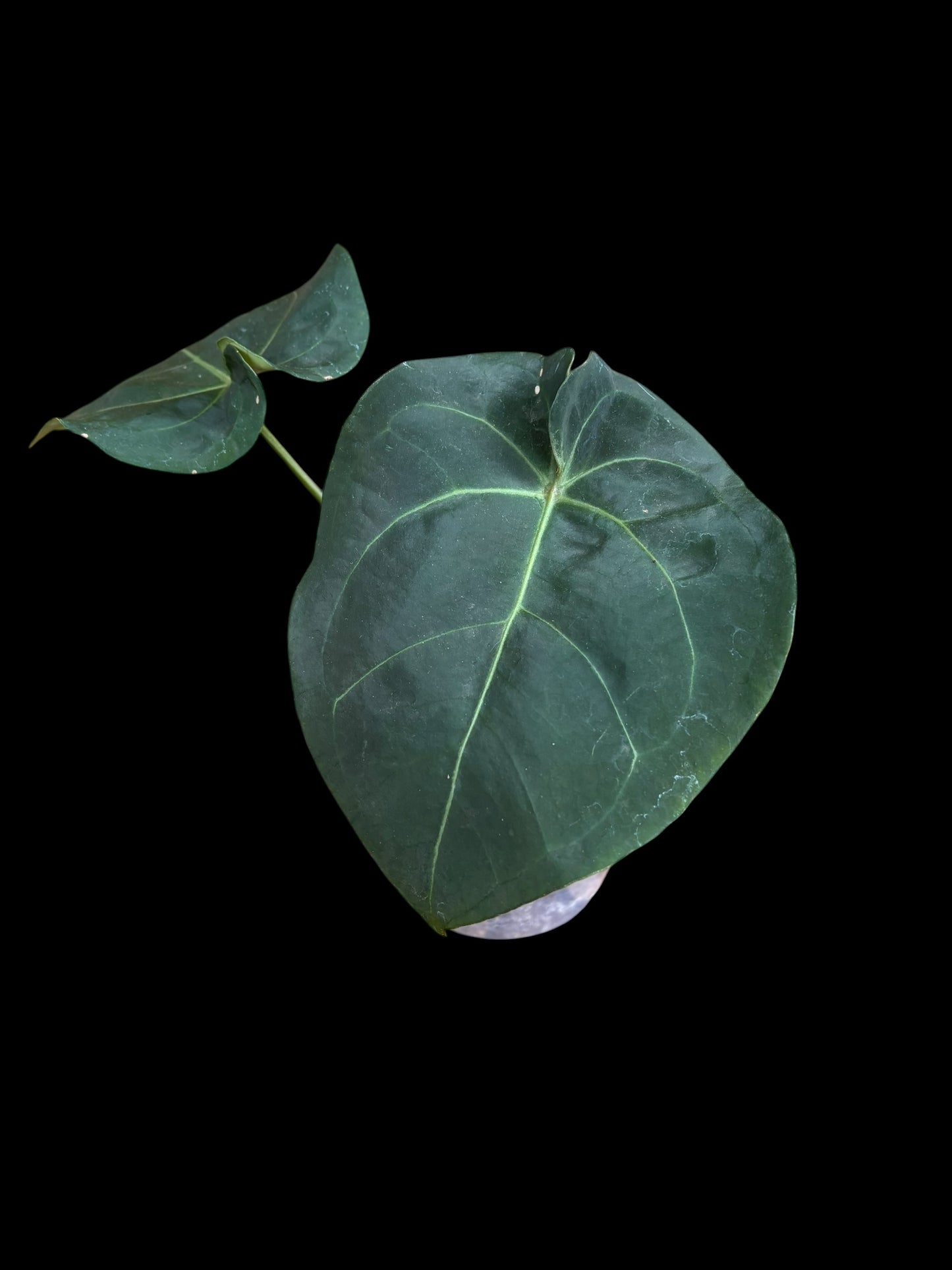 Anthurium AOS x forgetii