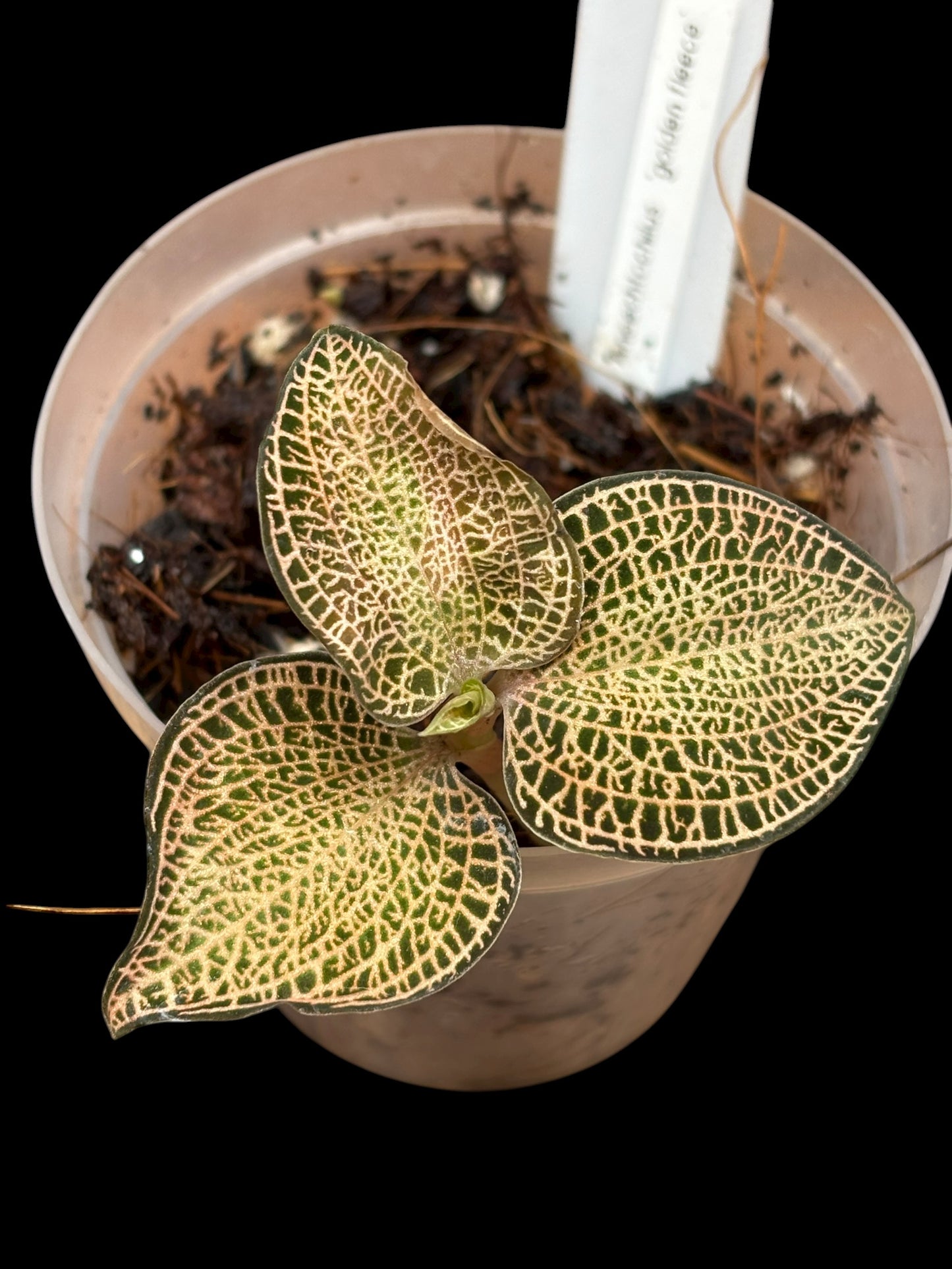 Anoechtochillus 'golden fleece'