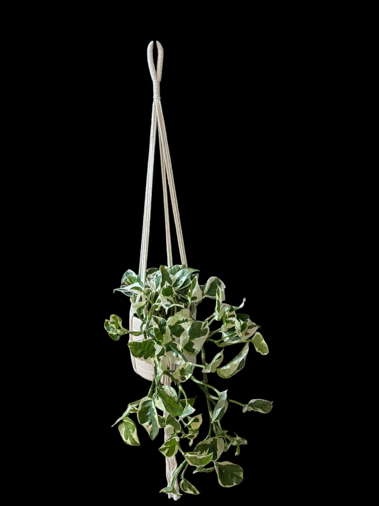 Kaap van Goedeknoop - Ivory macramé plant hanger