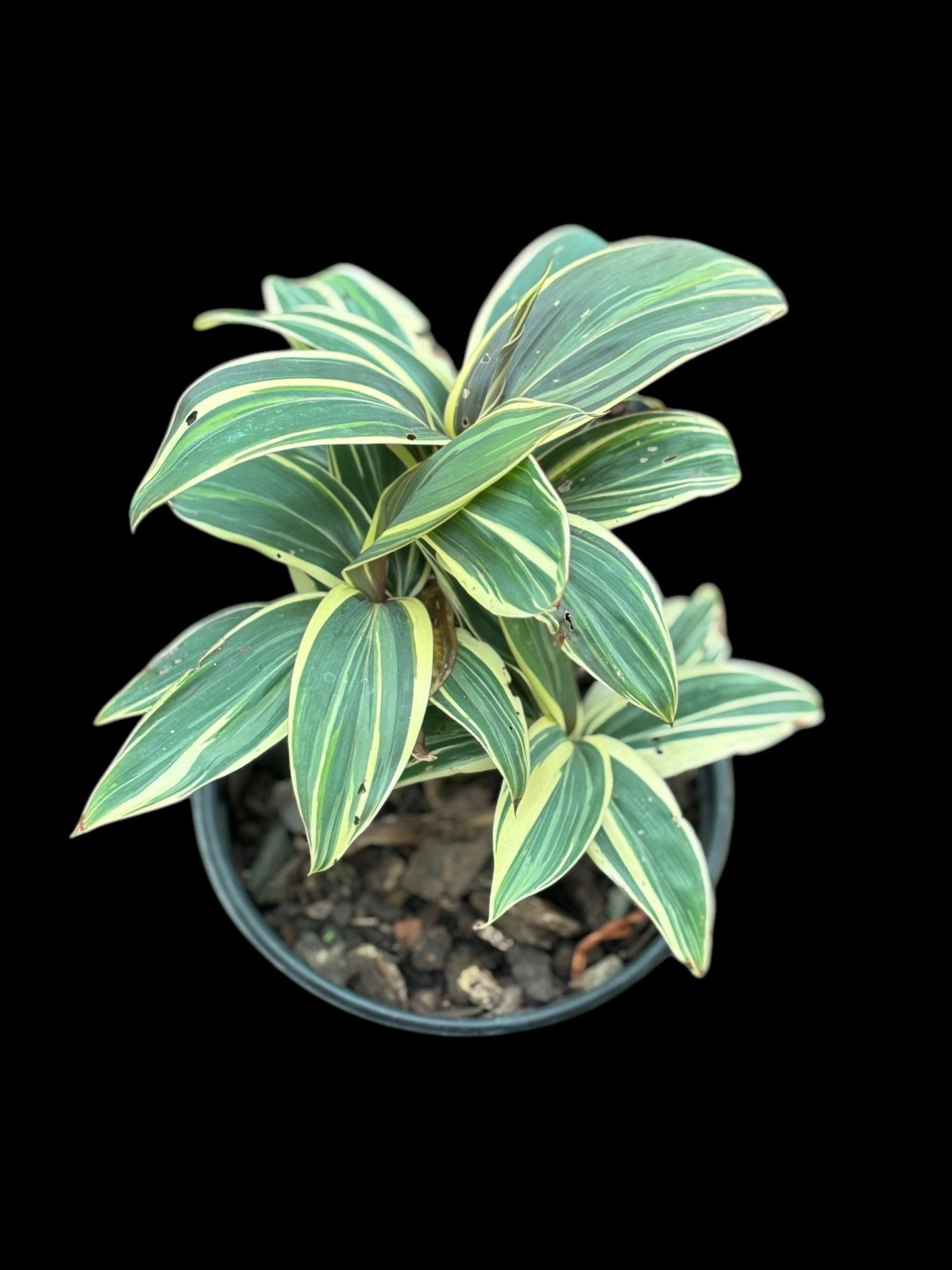 Cordyline "Miss Andrea'