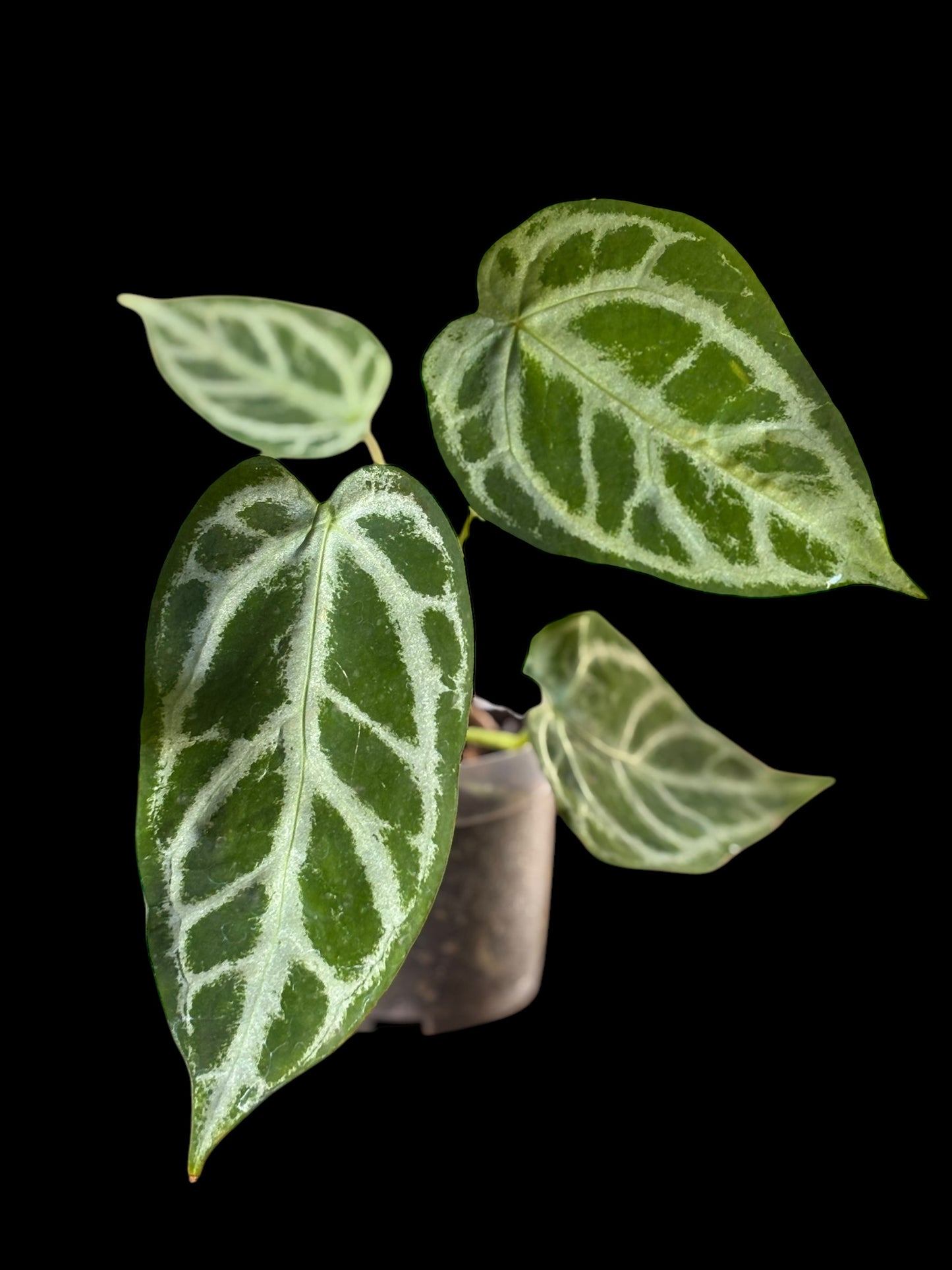 Anthurium KOS x forgetii