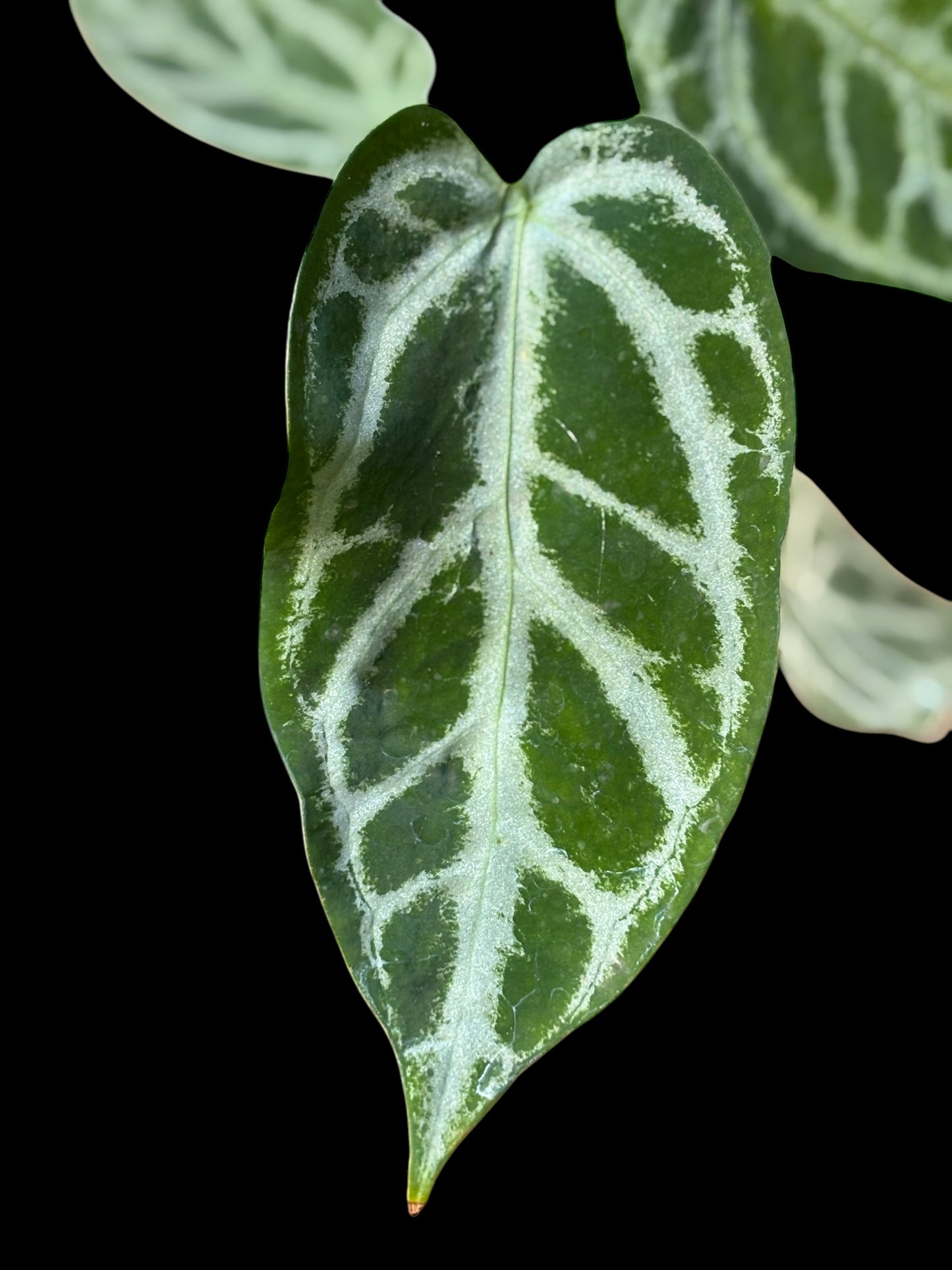 Anthurium KOS x forgetii