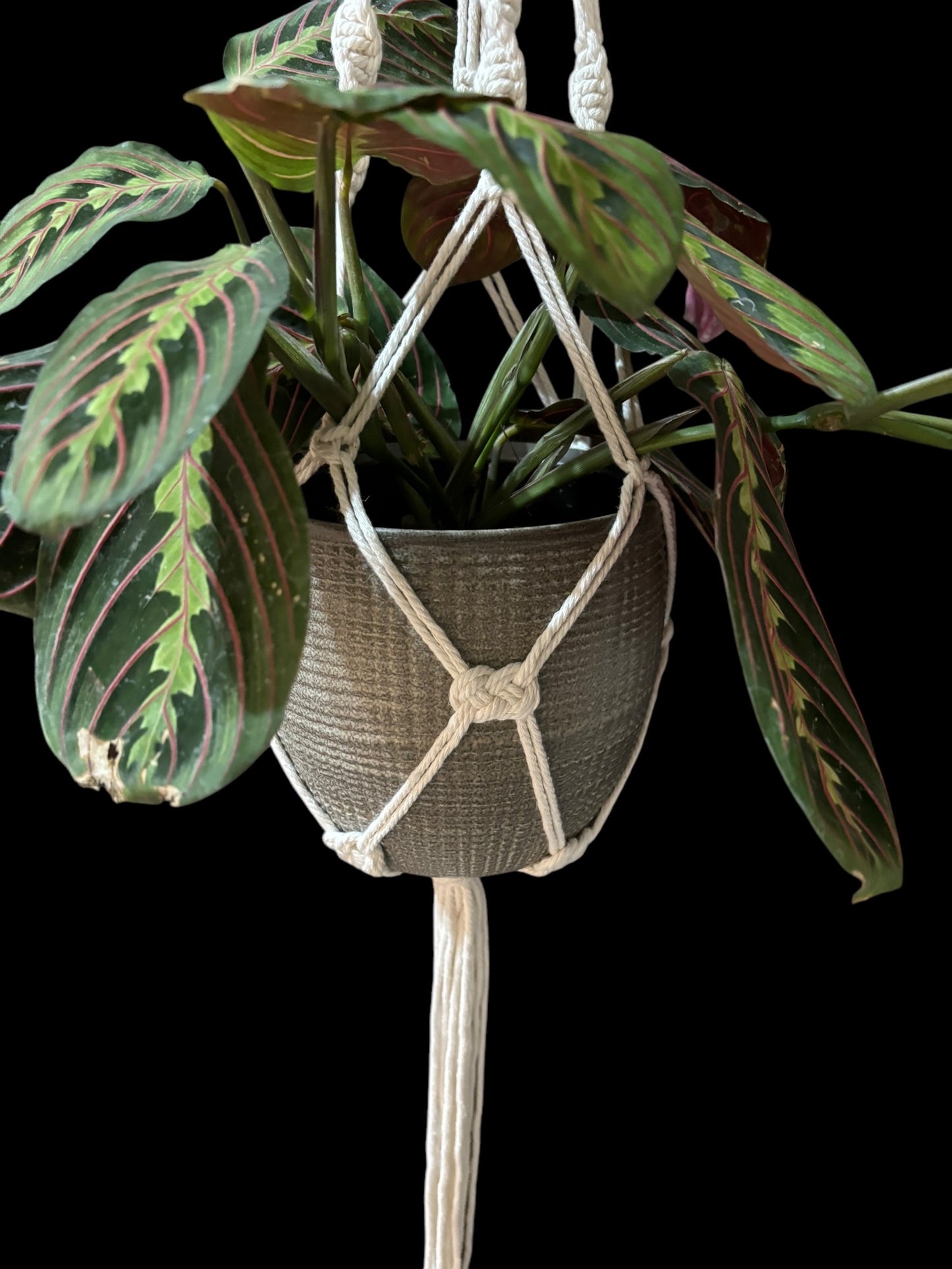 Tussen tou en my - Ivory macramé plant hanger