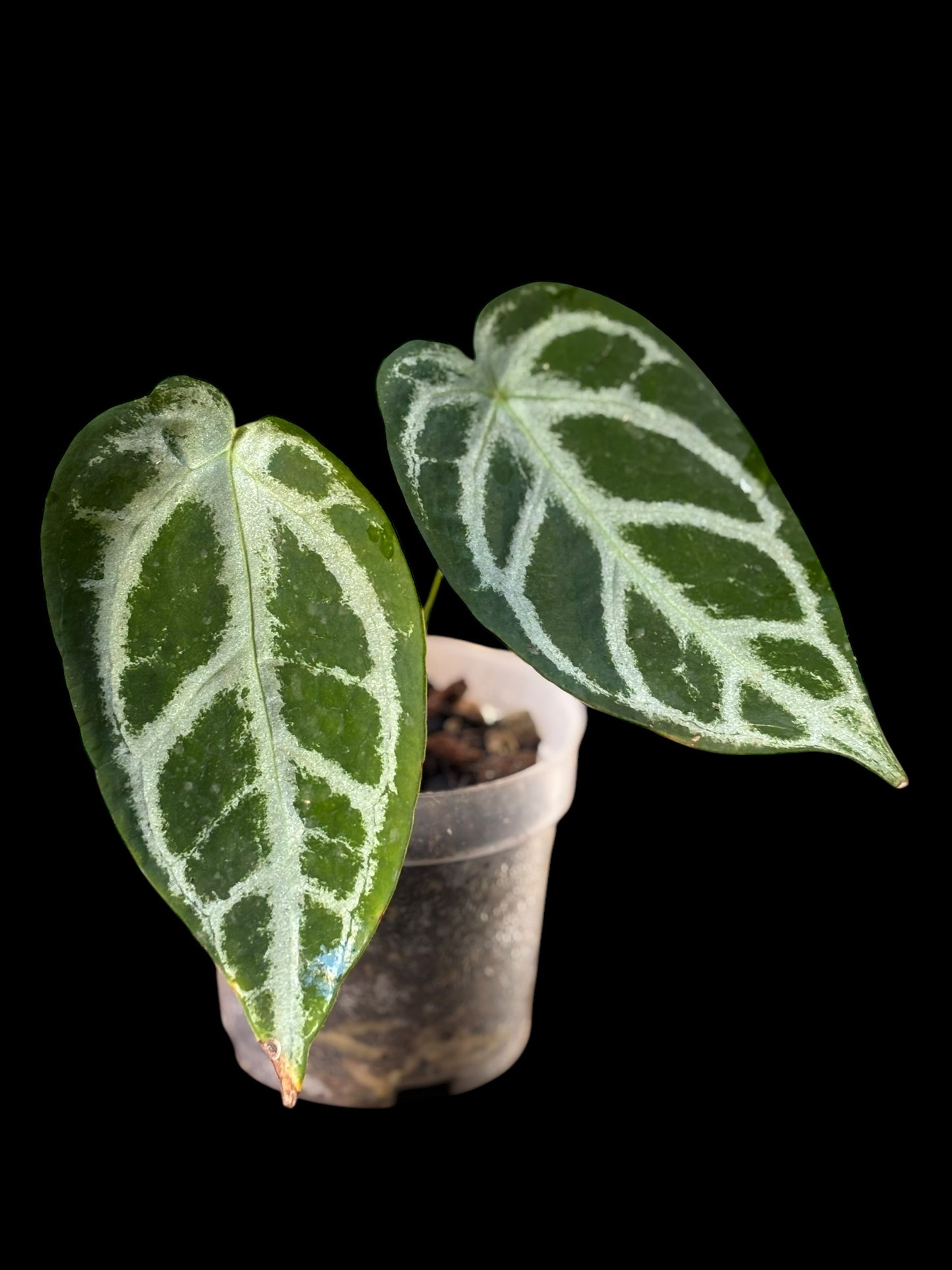 Anthurium KOS x forgetii