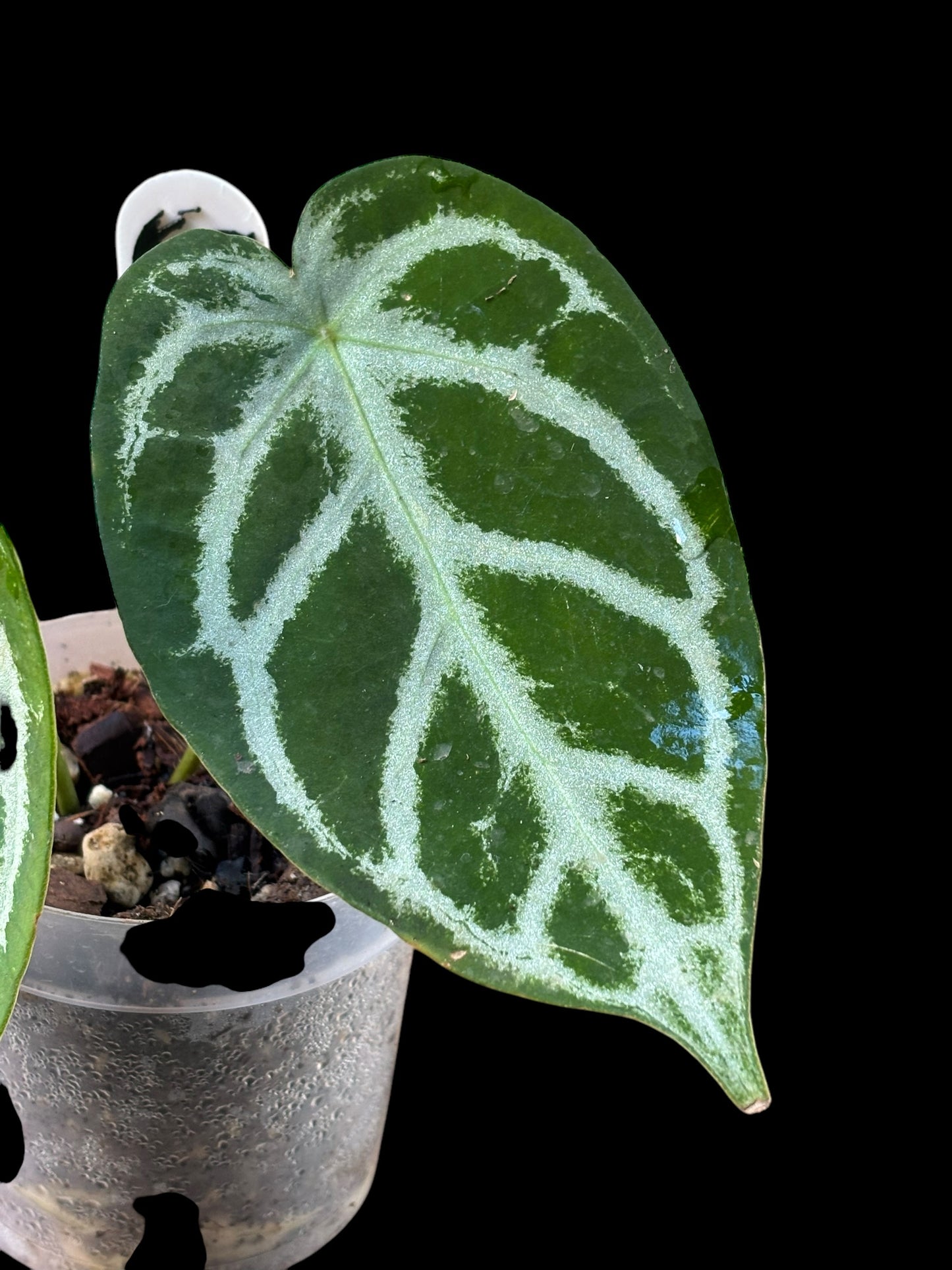 Anthurium KOS x forgetii