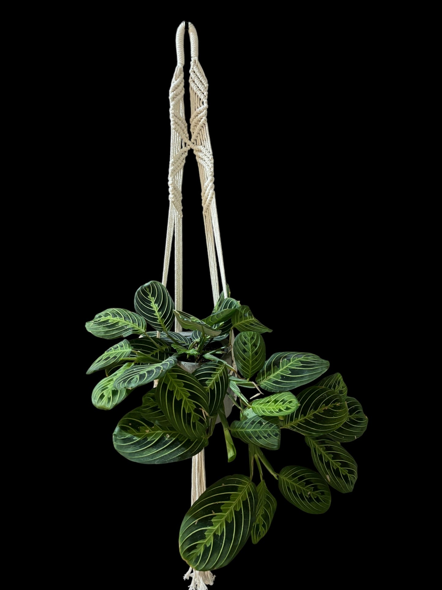 Crochet Guevara - Ivory macramé plant hanger
