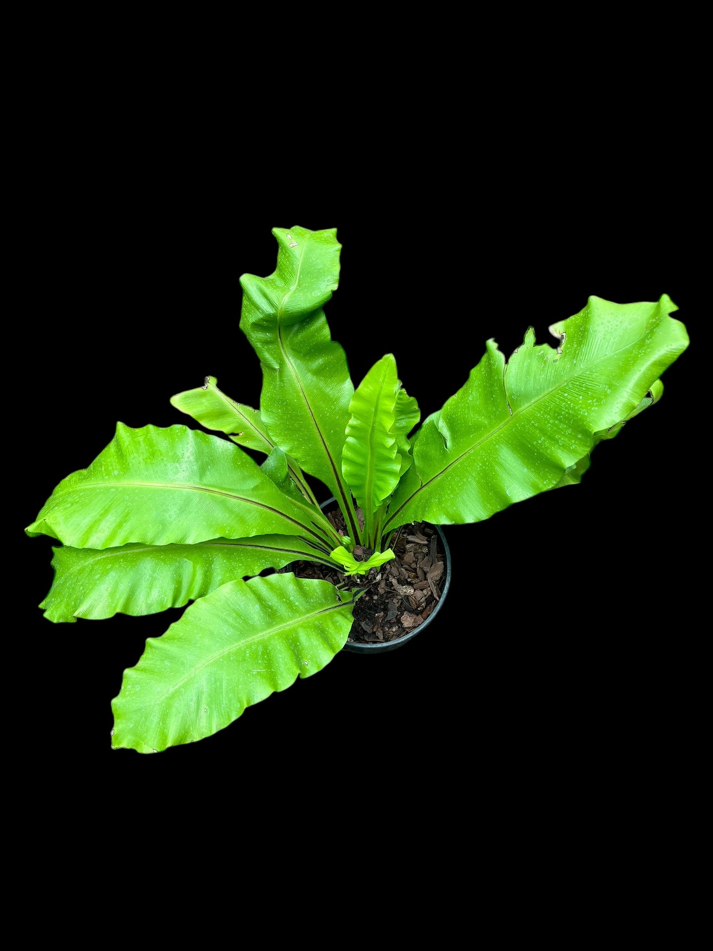 Asplenium nidus - birds nest fern