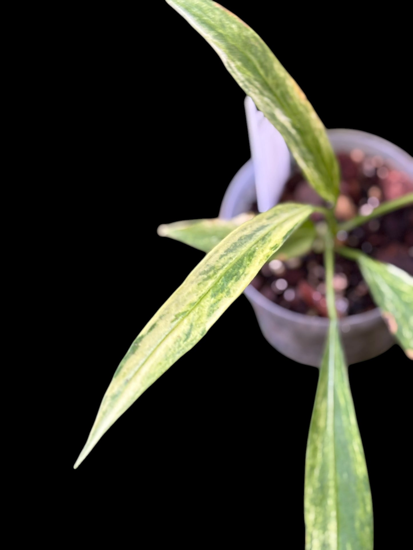 Anthurium vittarifolium variegata