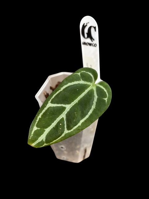 Anthurium panglima Plant B