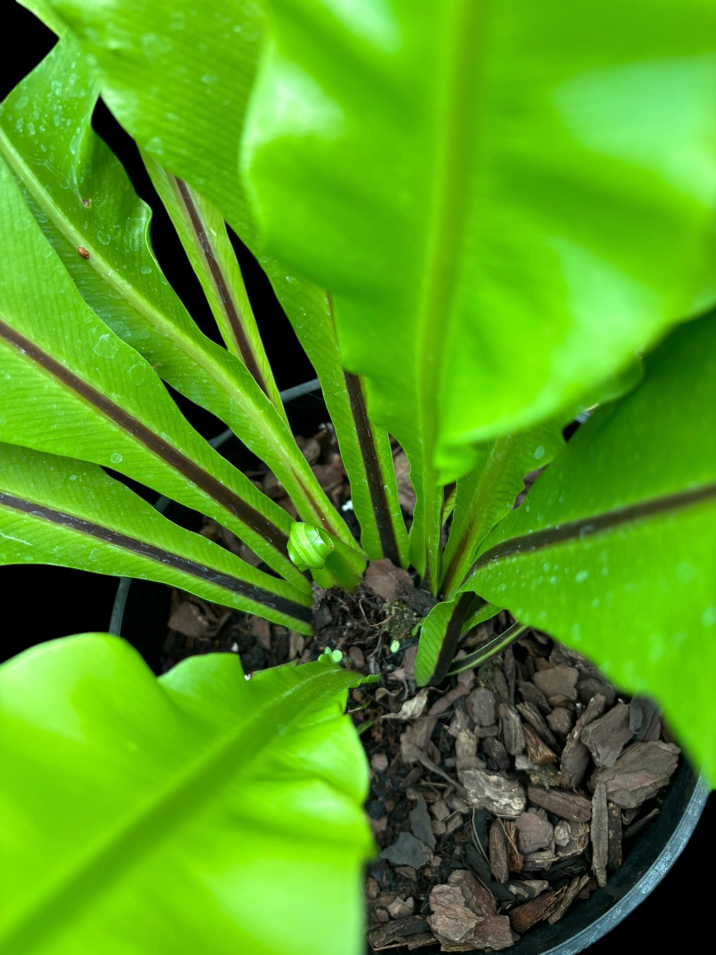 Asplenium nidus - birds nest fern