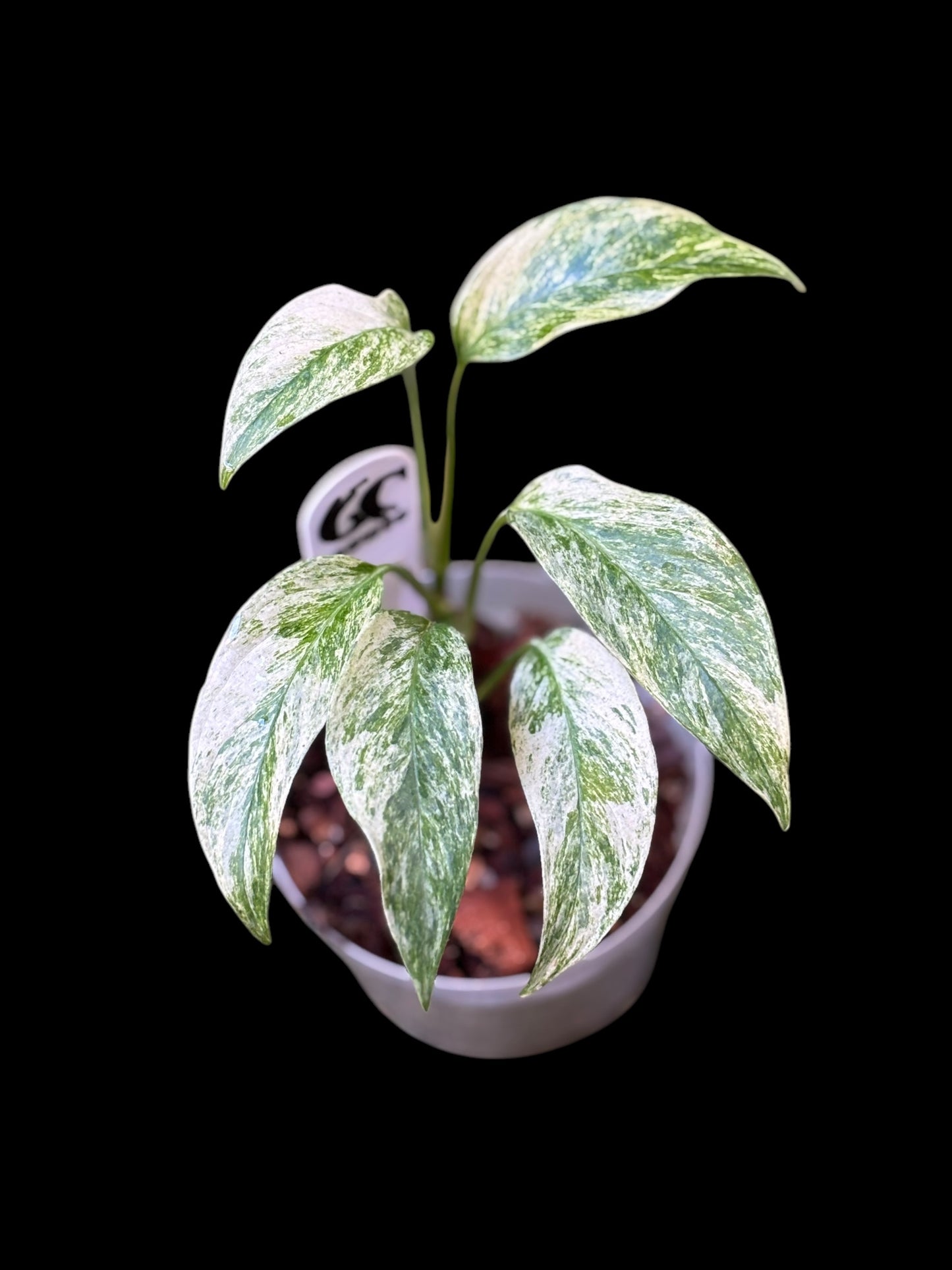 Monstera laniata mint