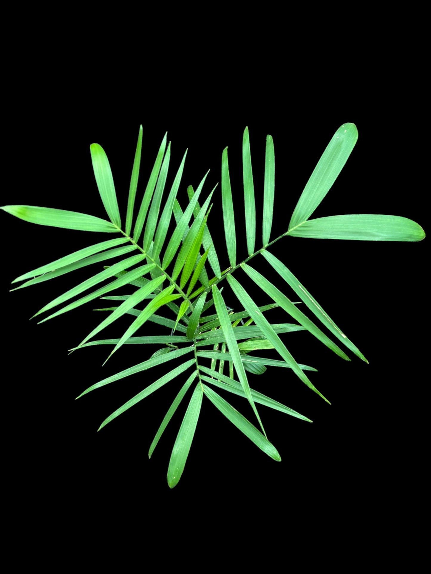 Parlor palm - Chamaedorea