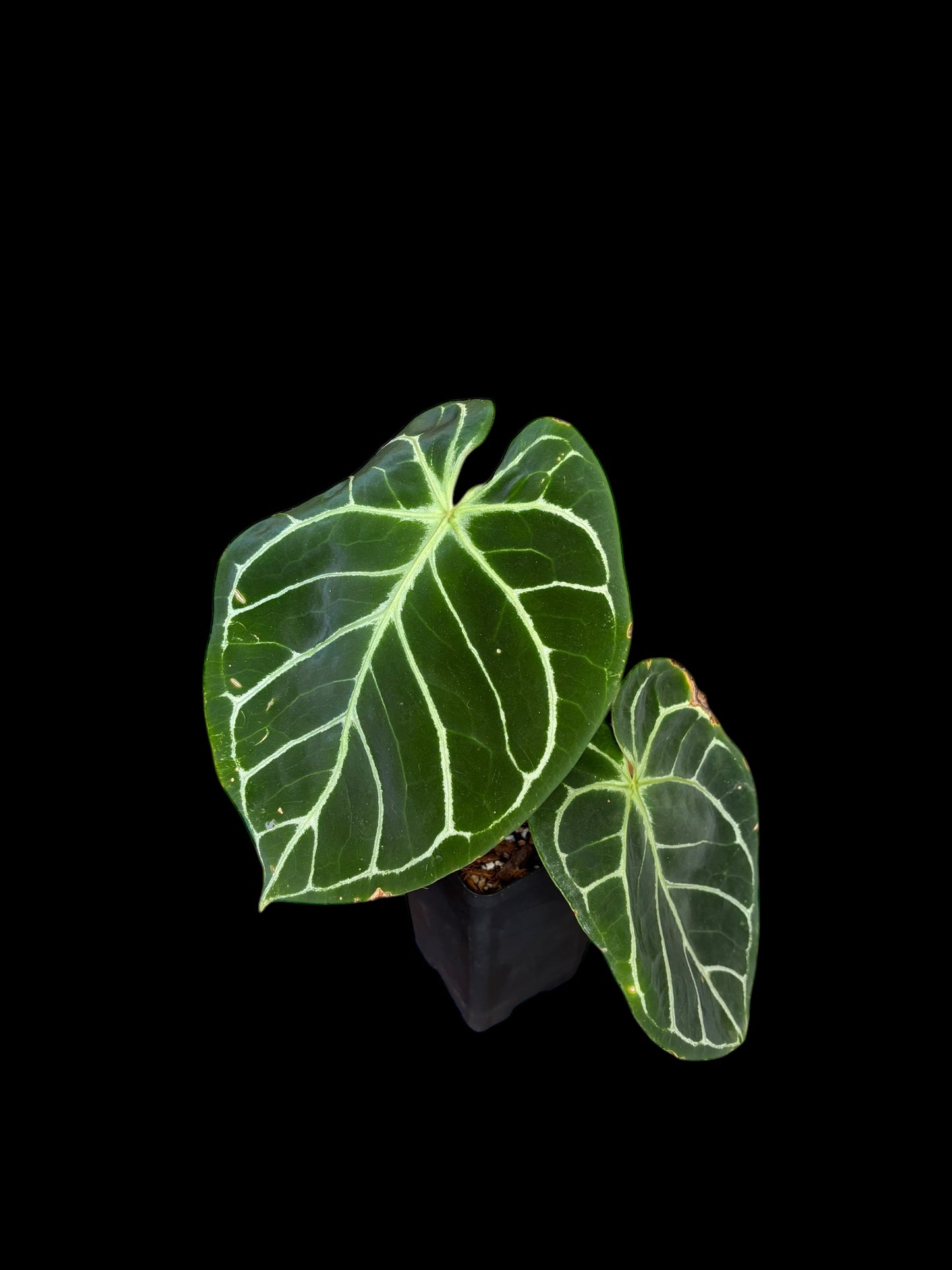 Anthurium MBR x red crystallinum NSE - Medium