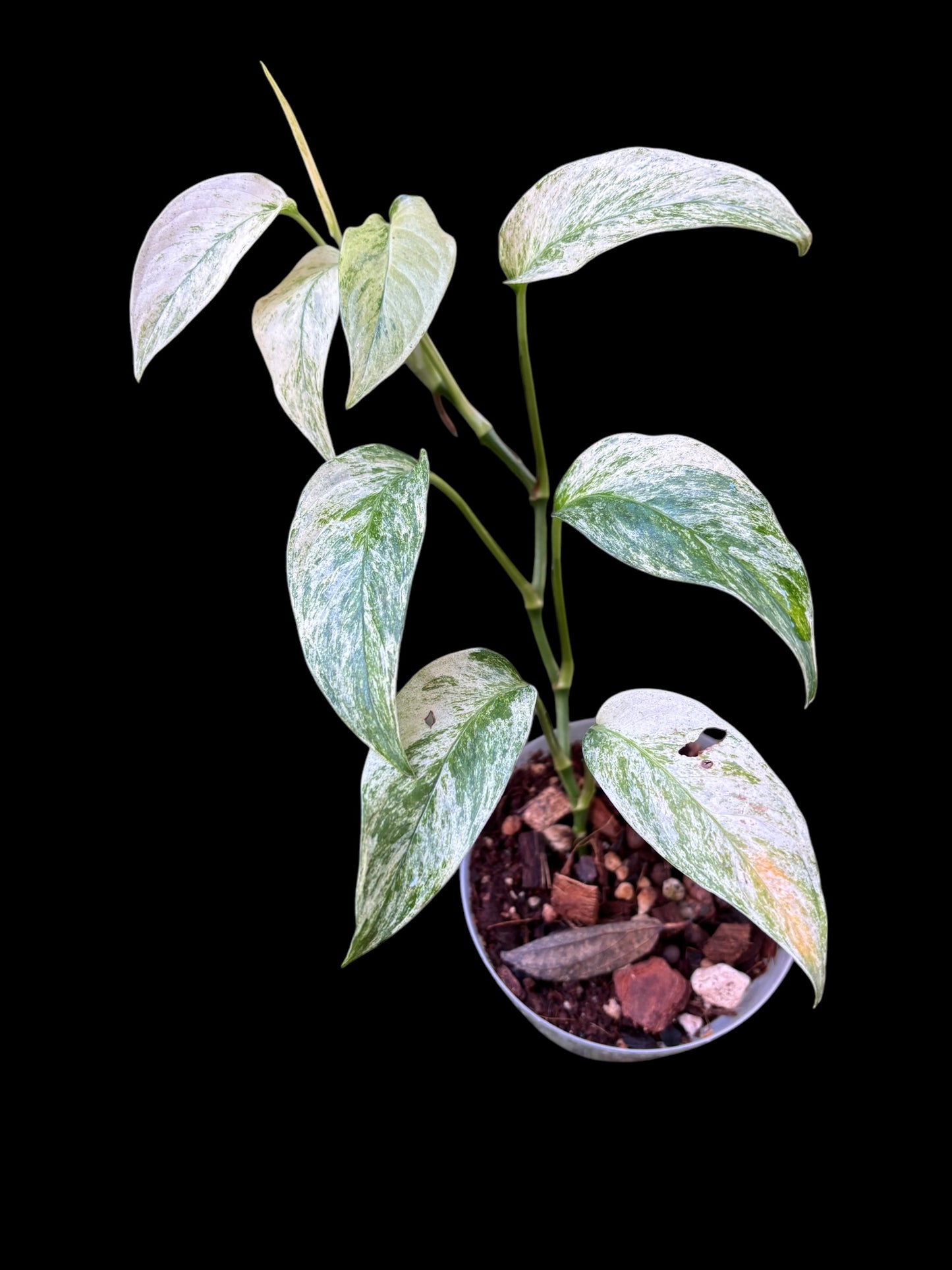 Monstera laniata mint