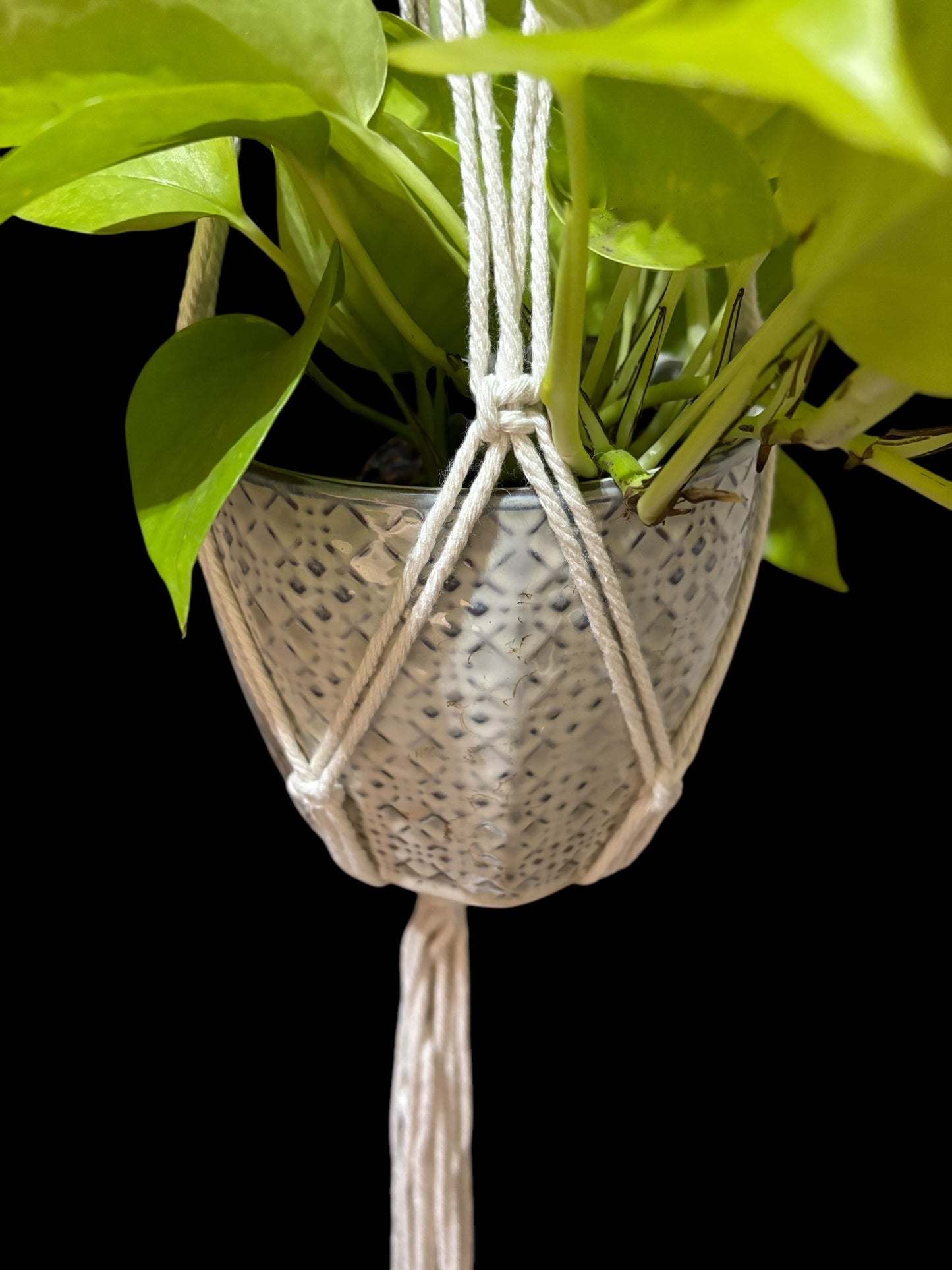 Kwa-zulu Knotal - Ivory macramé plant hanger